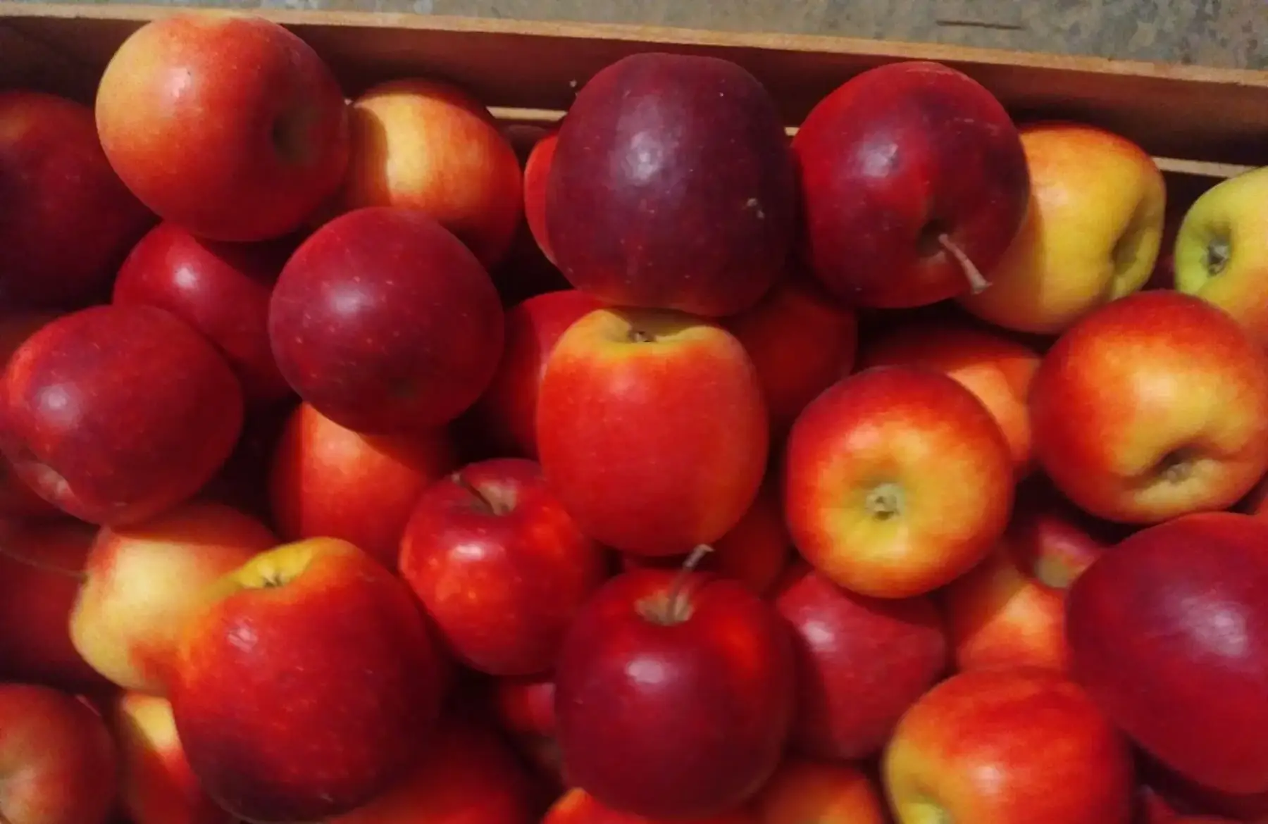 Plateau pommes Story sans traitement tavelure