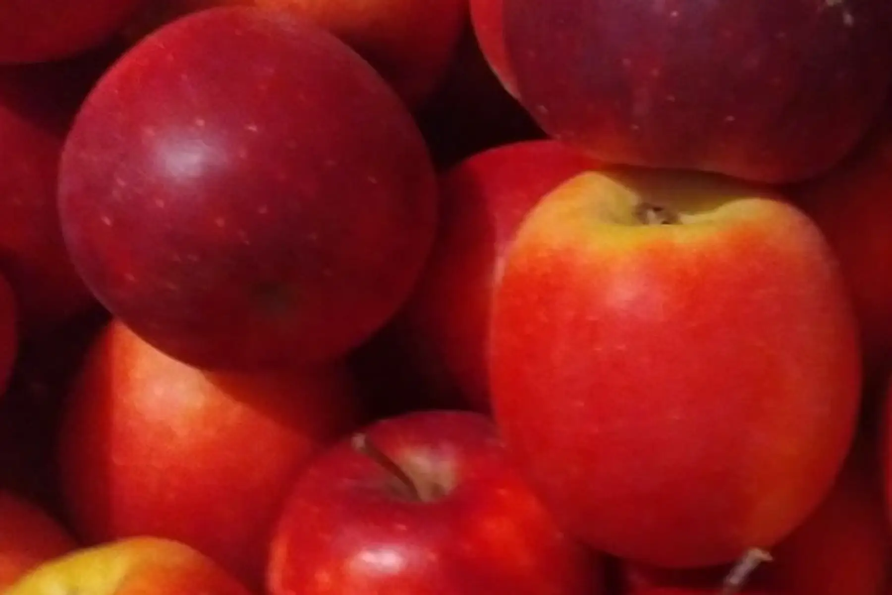 Pomme story sans traitement tavelure