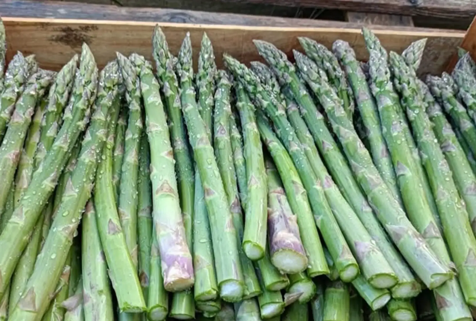 Asperges vertes gros calibre 500g