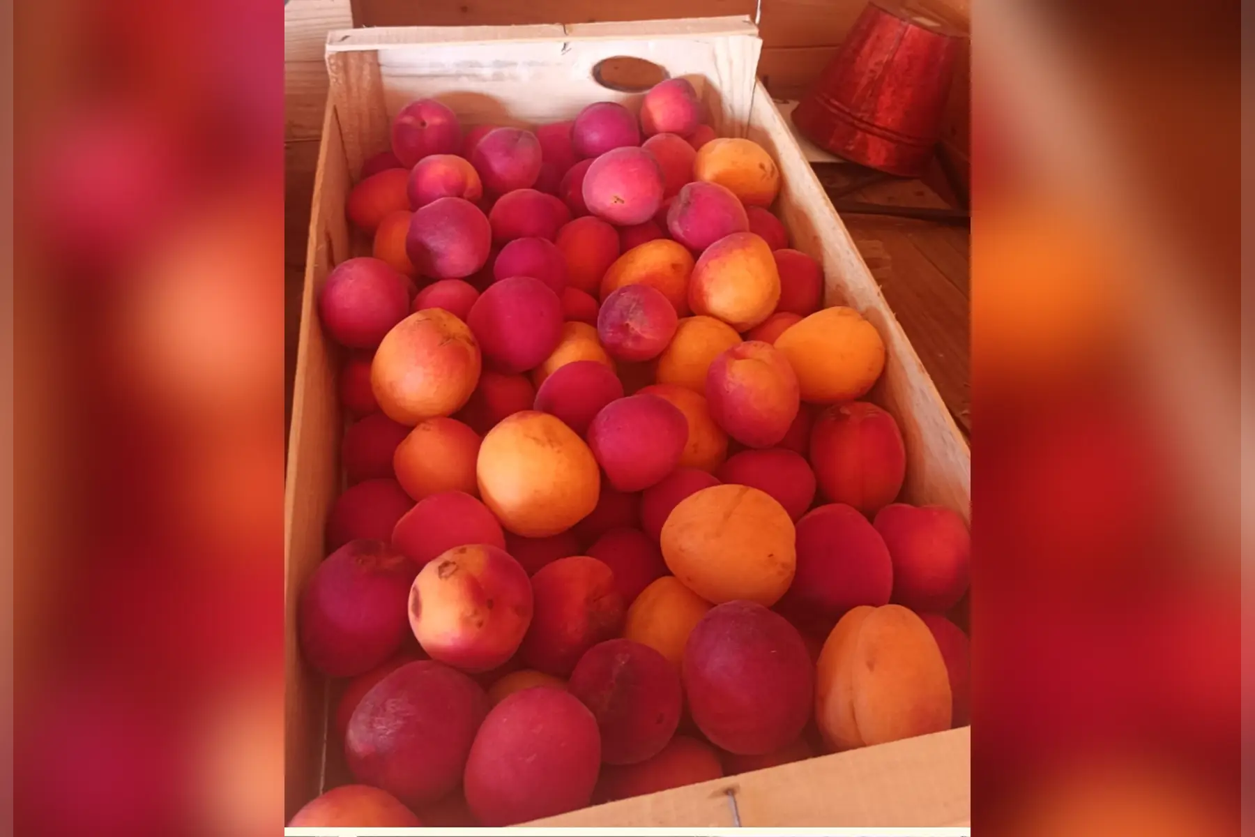 plateau abricots second choix 5kgs