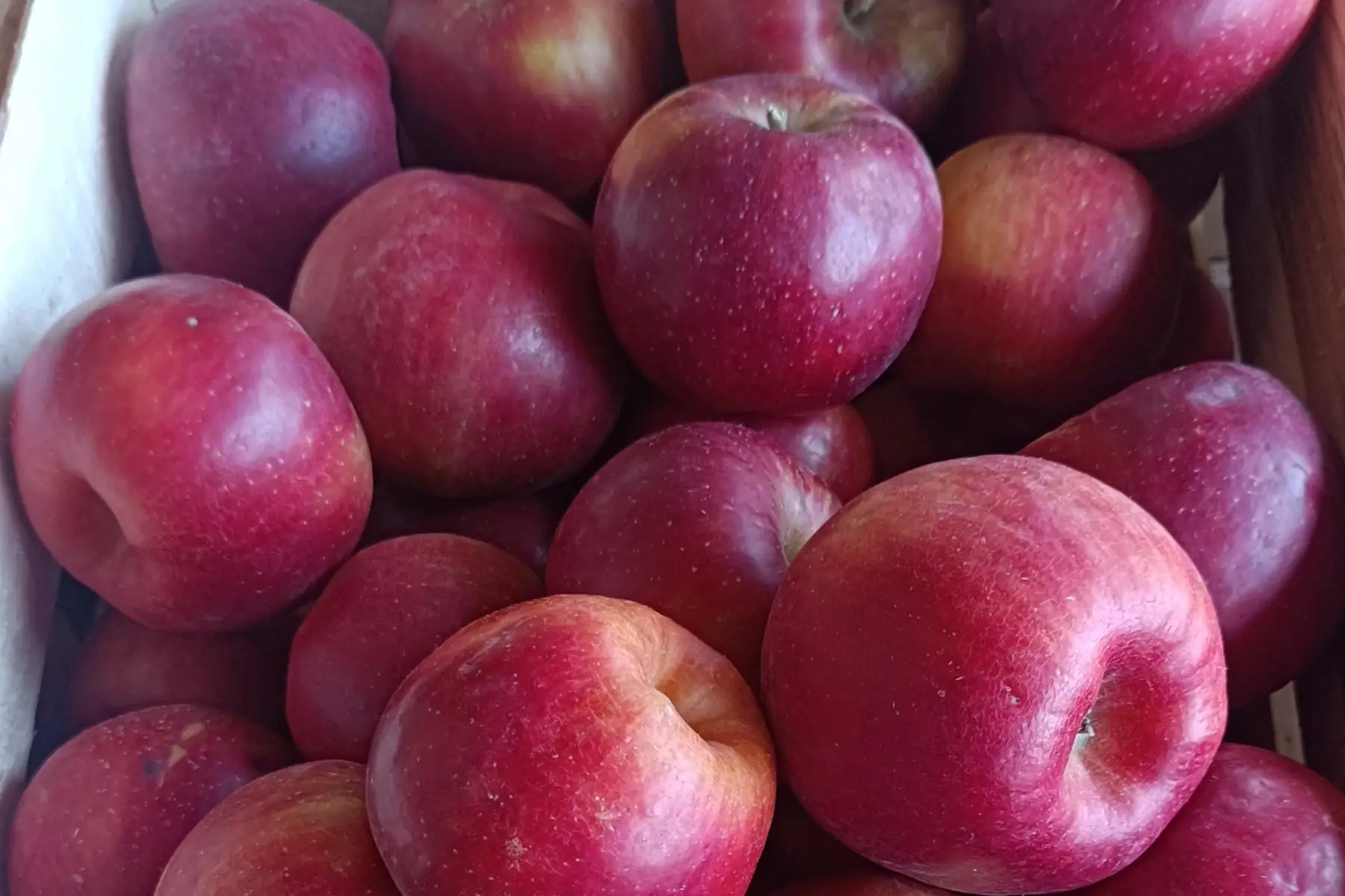 Pommes Ladinas sans traitement tavelure