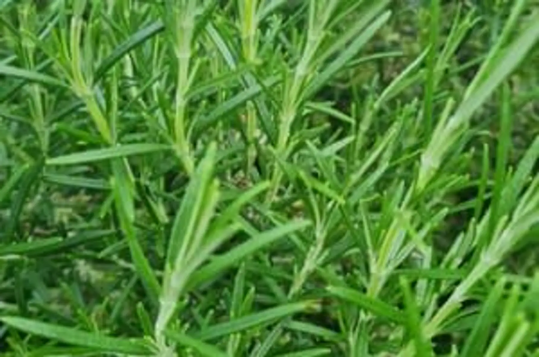 Bouquet de romarin frais