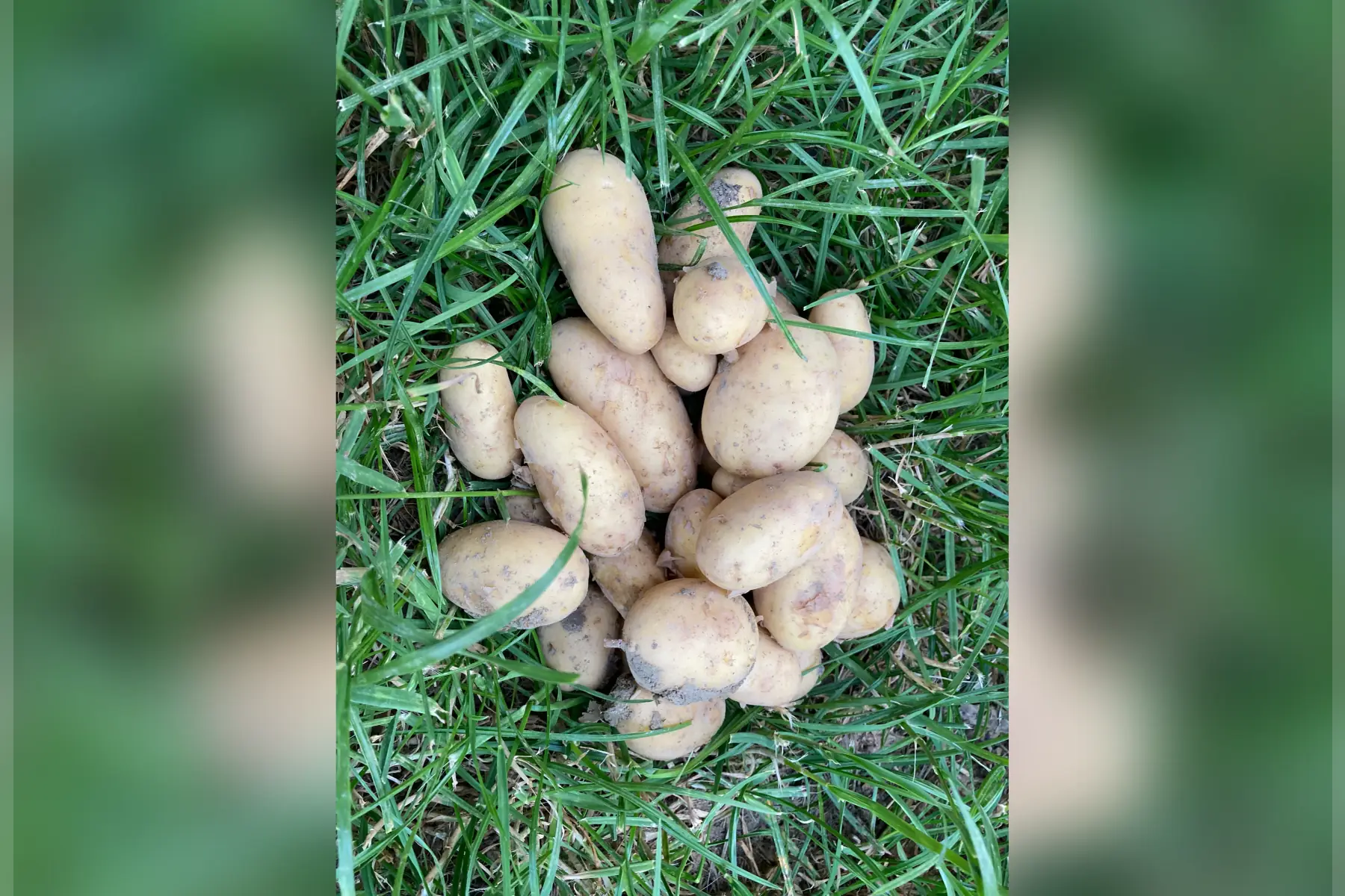 pommes de terre primeur - variété maïwen