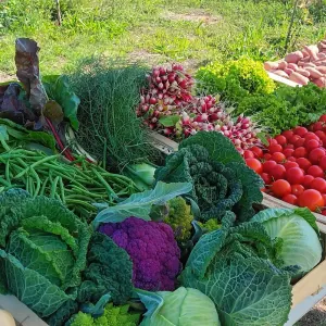 Légumes bio de Mont-prés-Chambord
