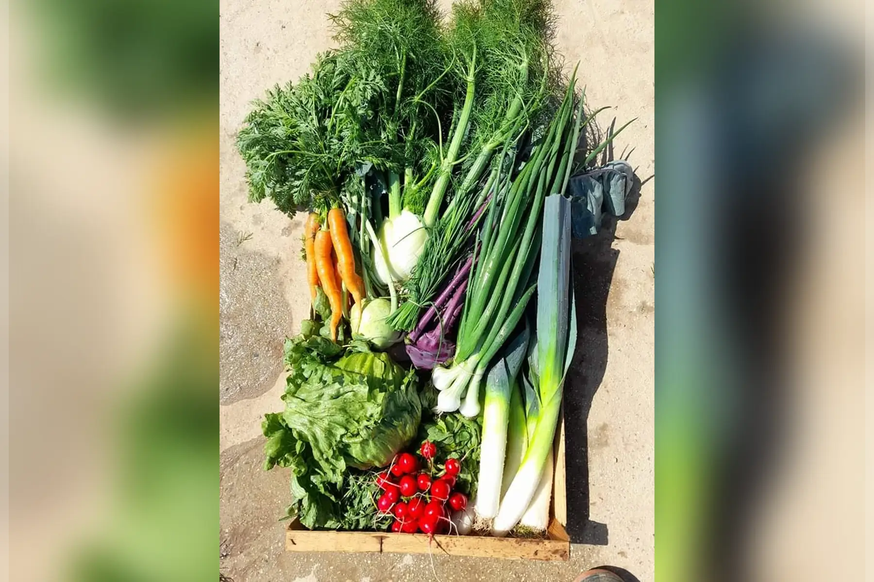 abonnement 6 parts de récolte