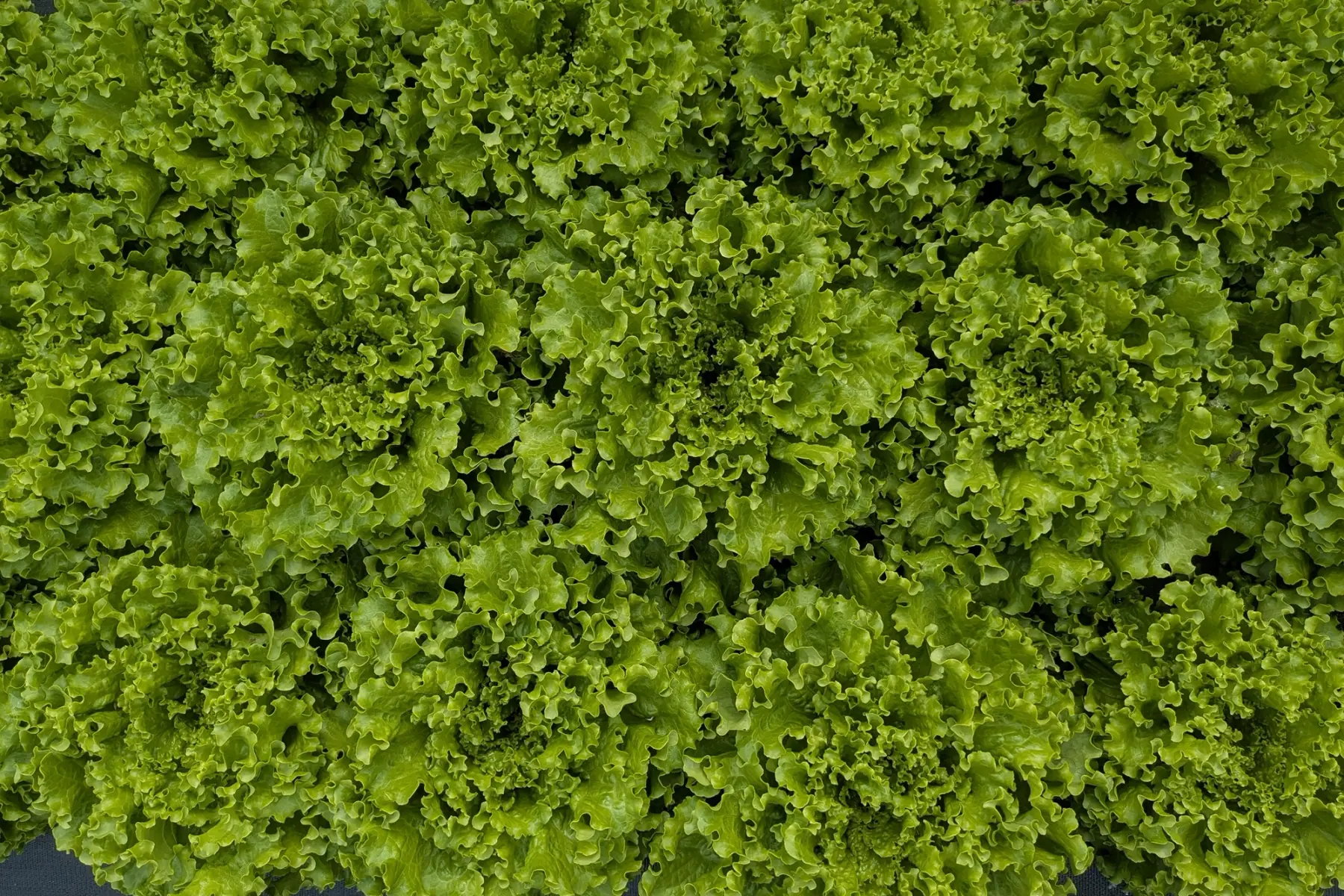 laitue batavia verte