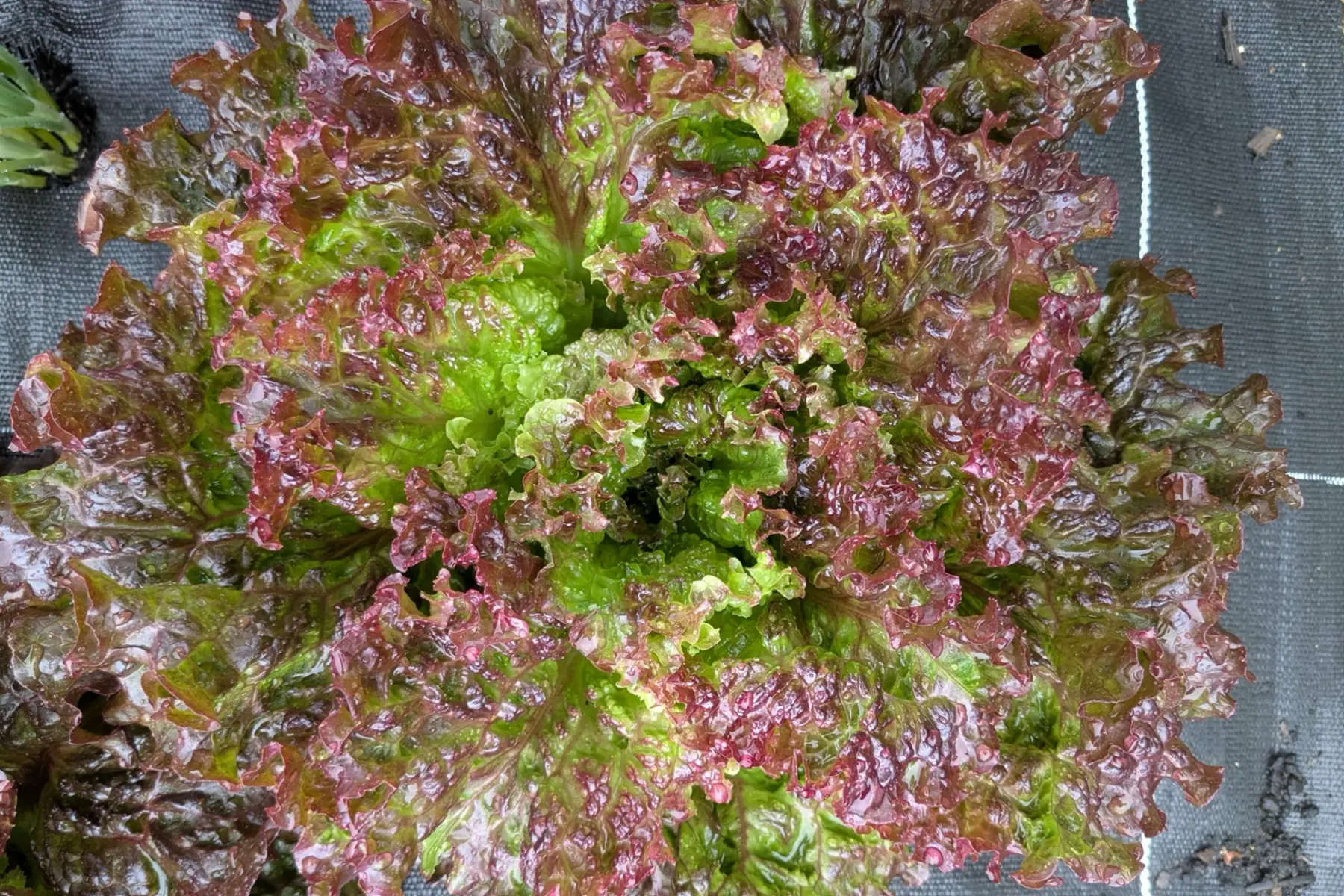 Laitue Batavia rouge Amboise