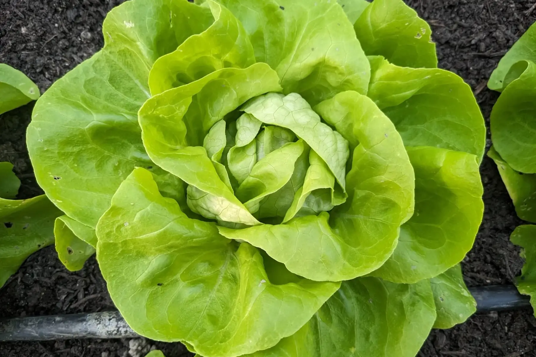 laitue pommée verte