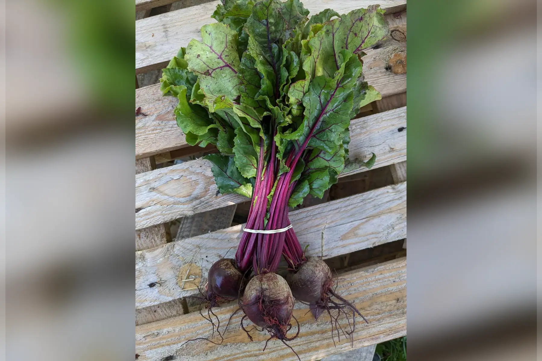 betterave rouge botte