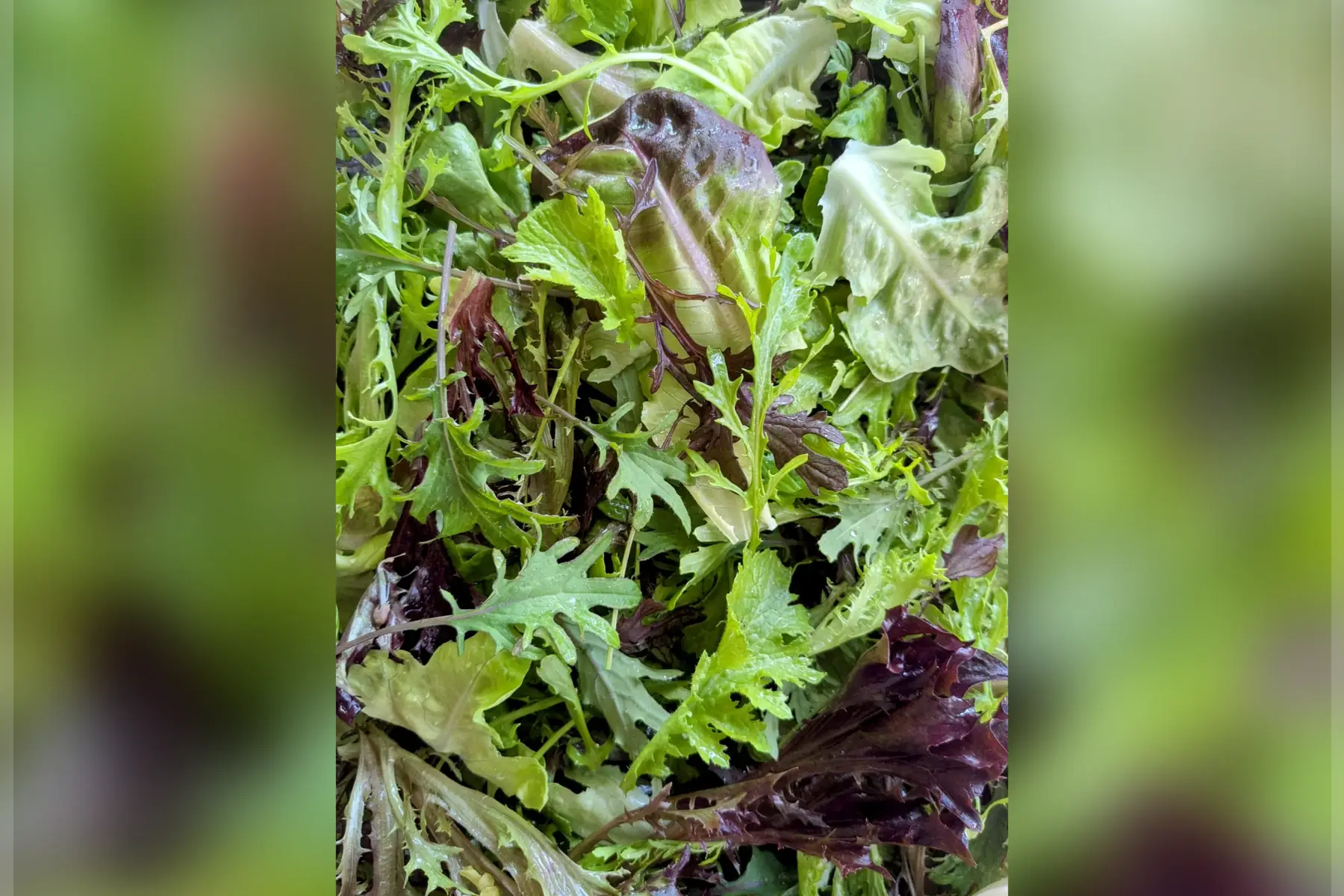 Mesclun d'été