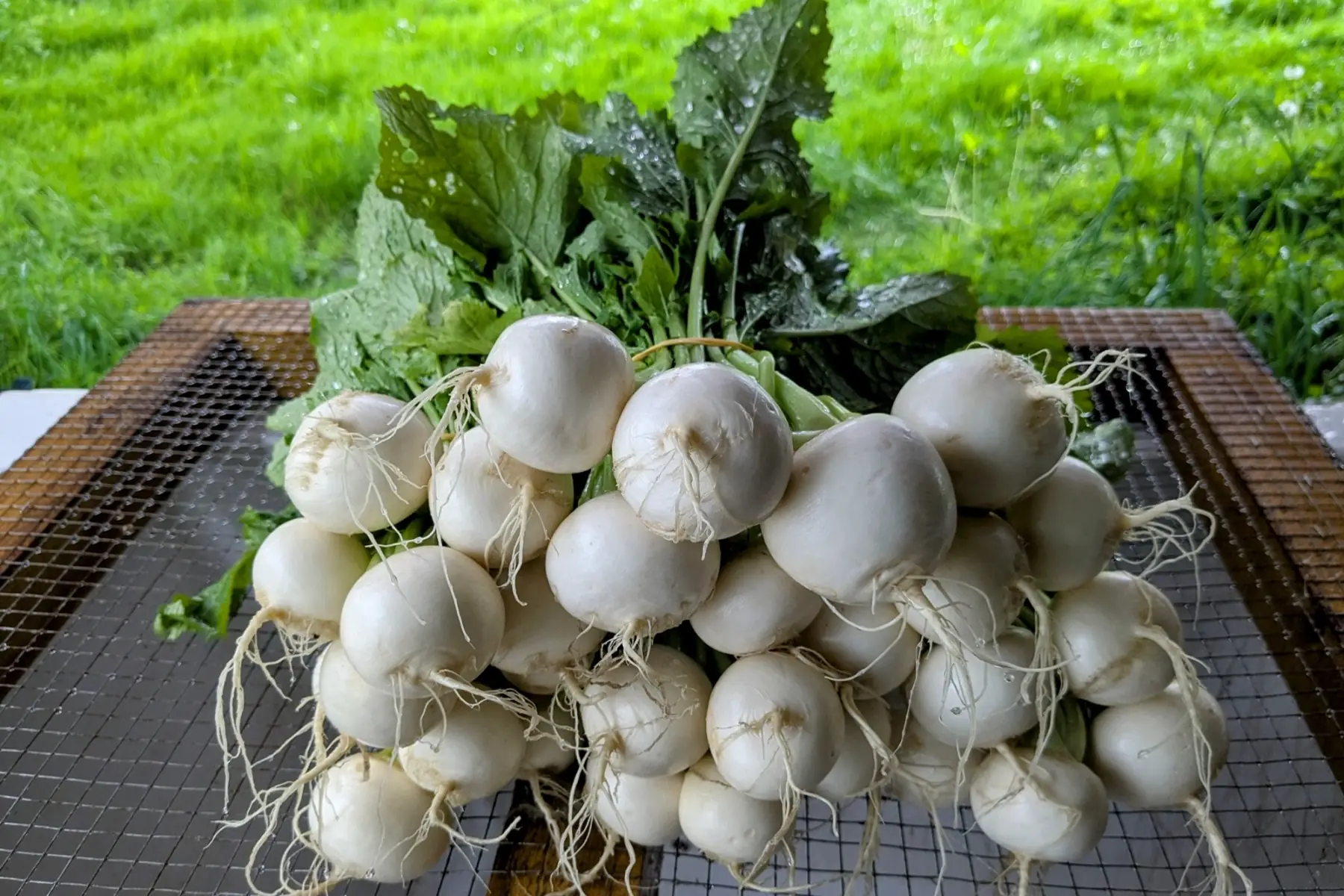 Navet Japonais en botte