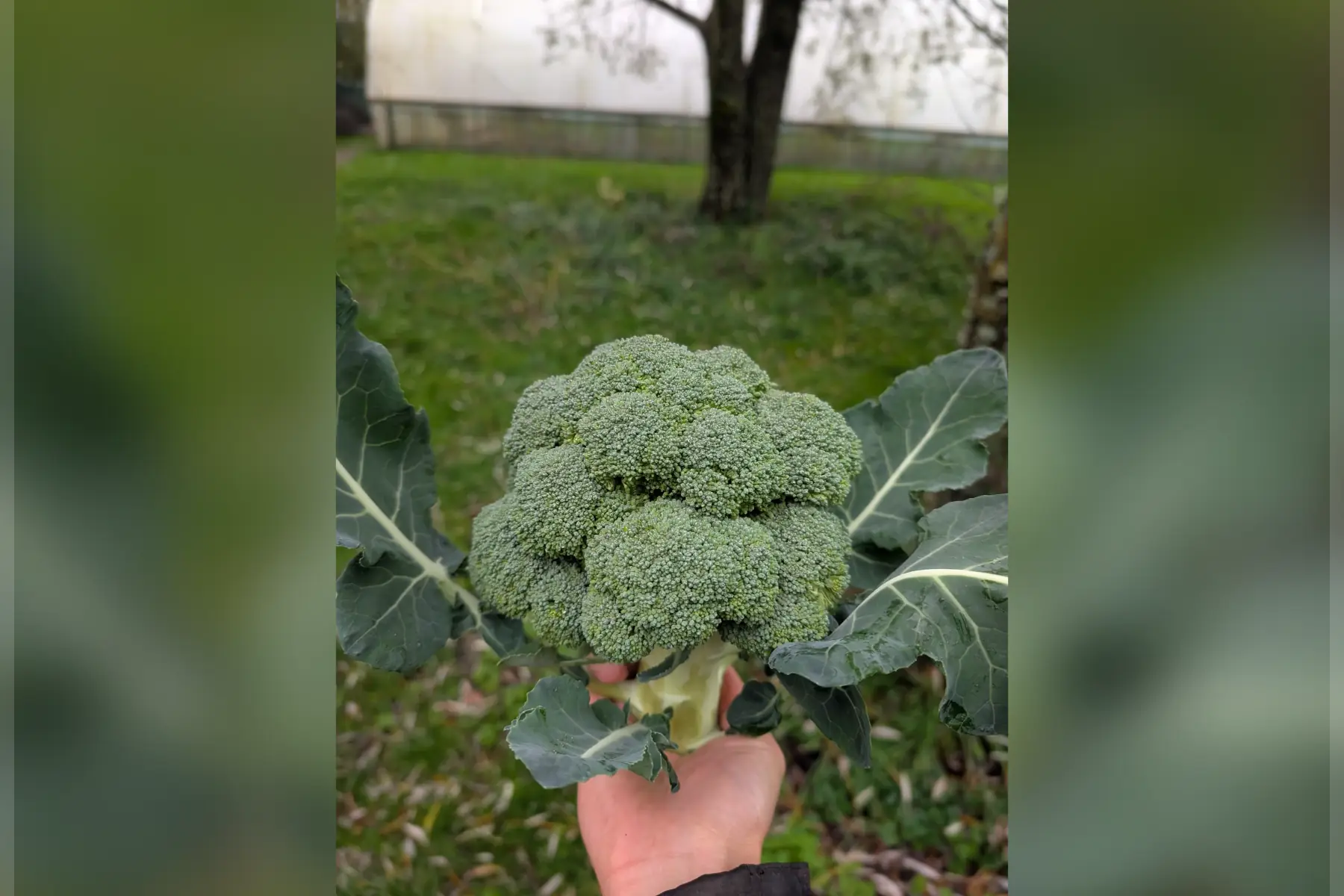 Chou Brocoli