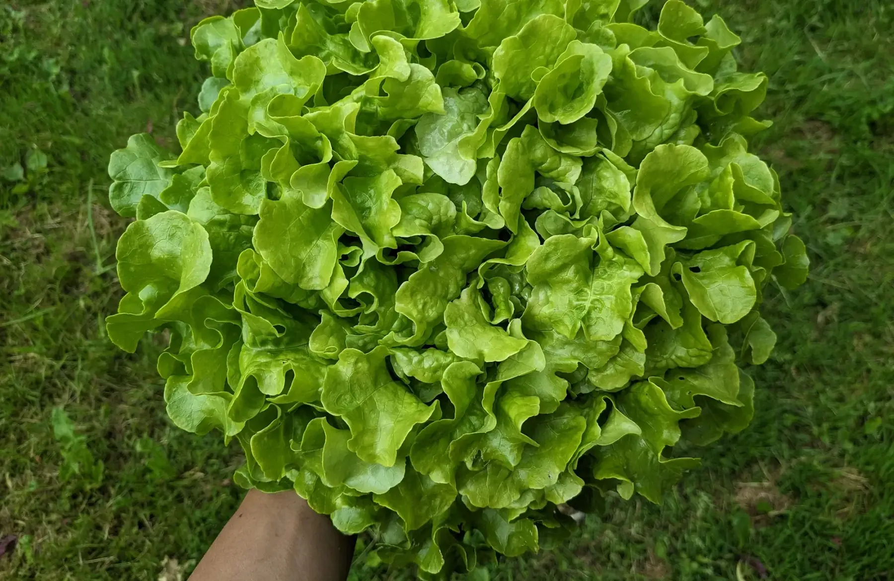 laitue feuille de chêne verte