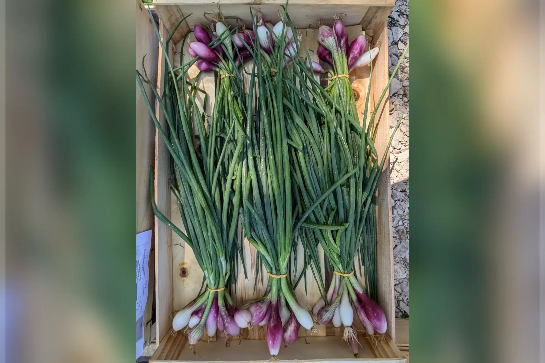 oignon botte simiane