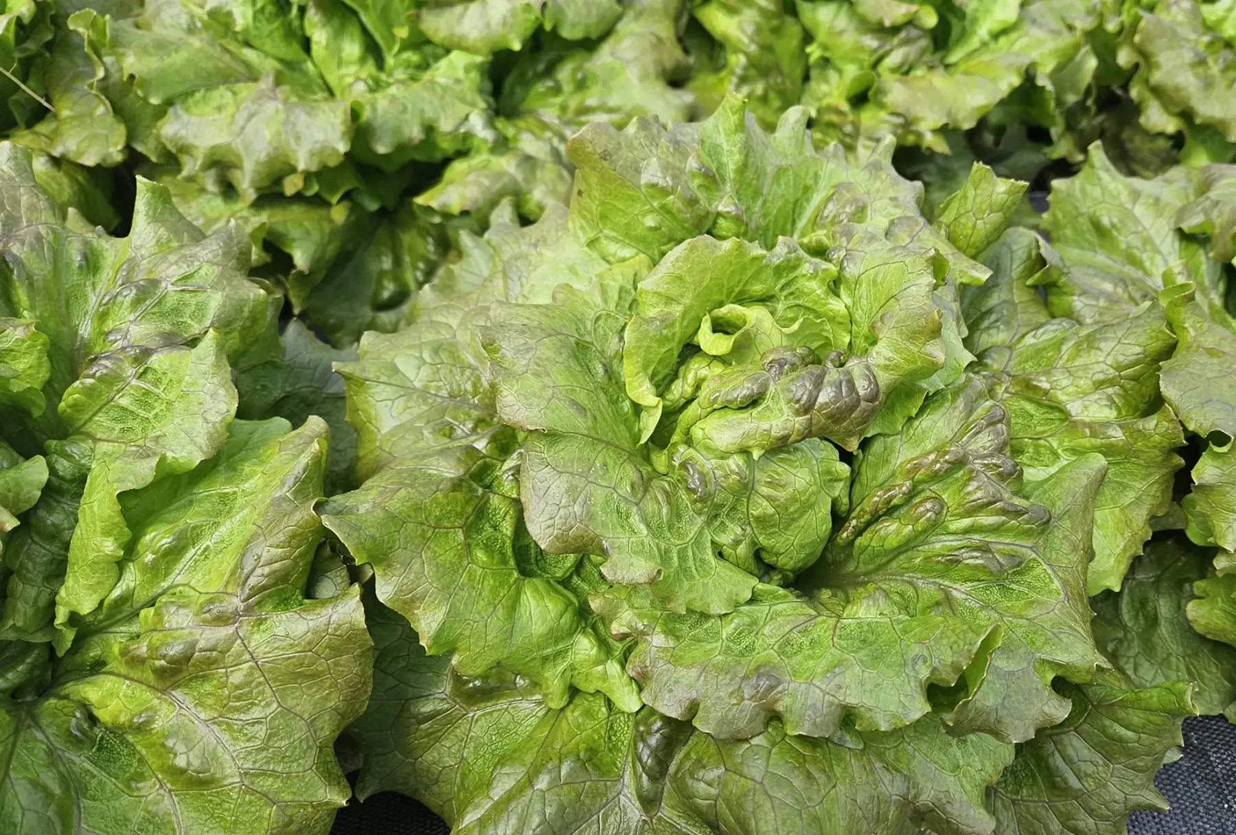 Le Lavoir Saint Restitut