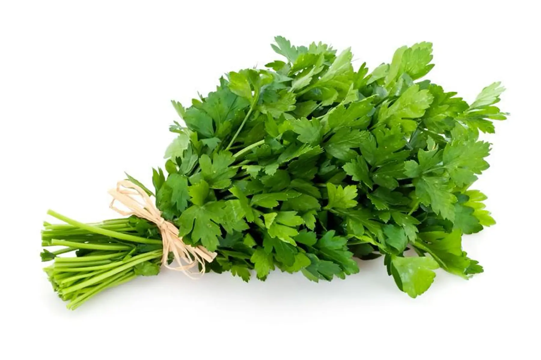 persil (en botte)