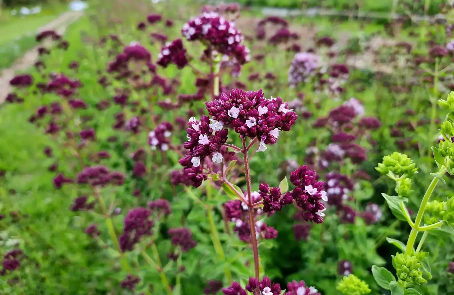 Les Herbes du Moulin