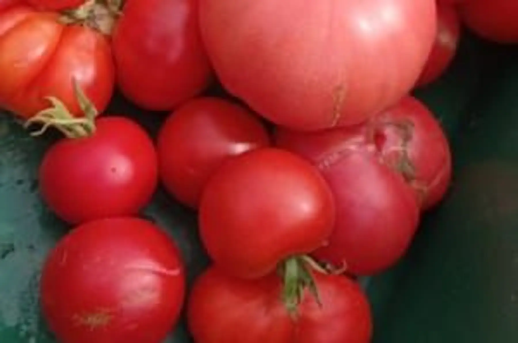 tomates anciennes