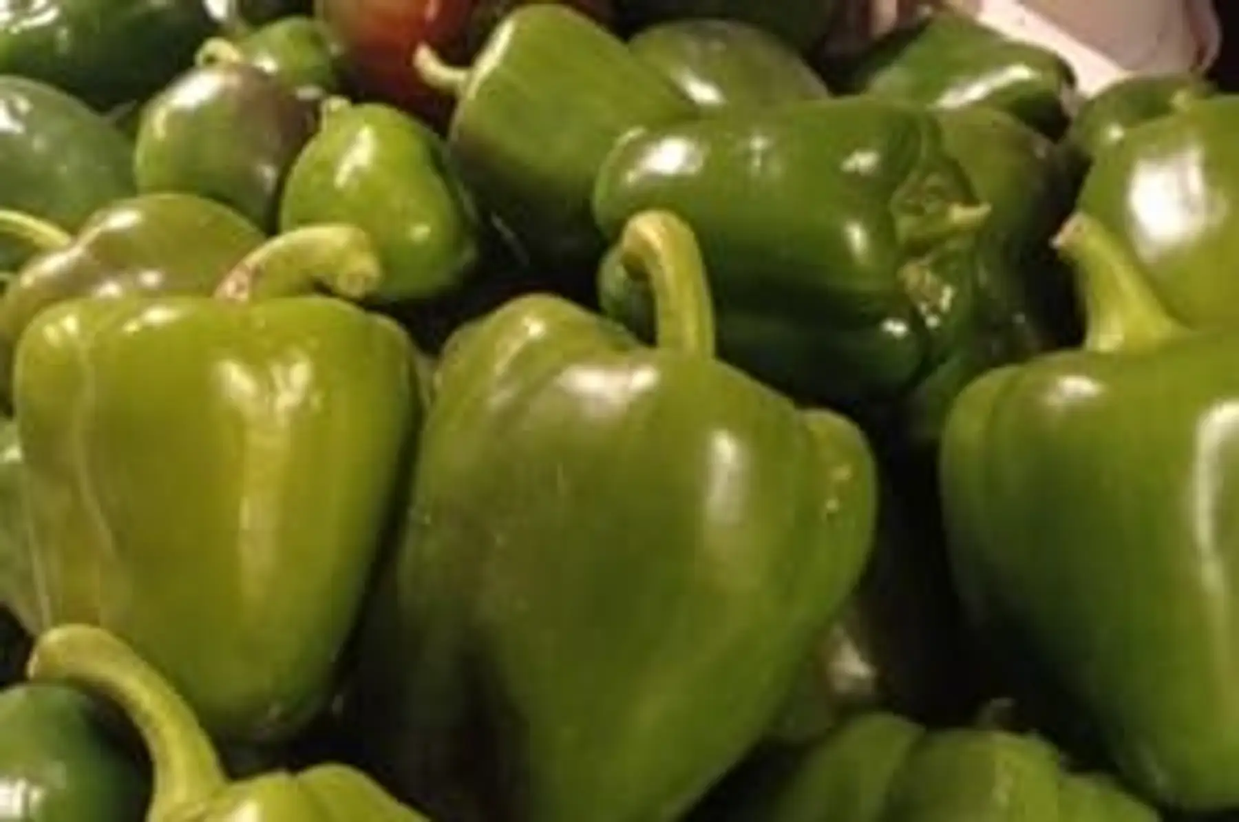 Poivrons vert