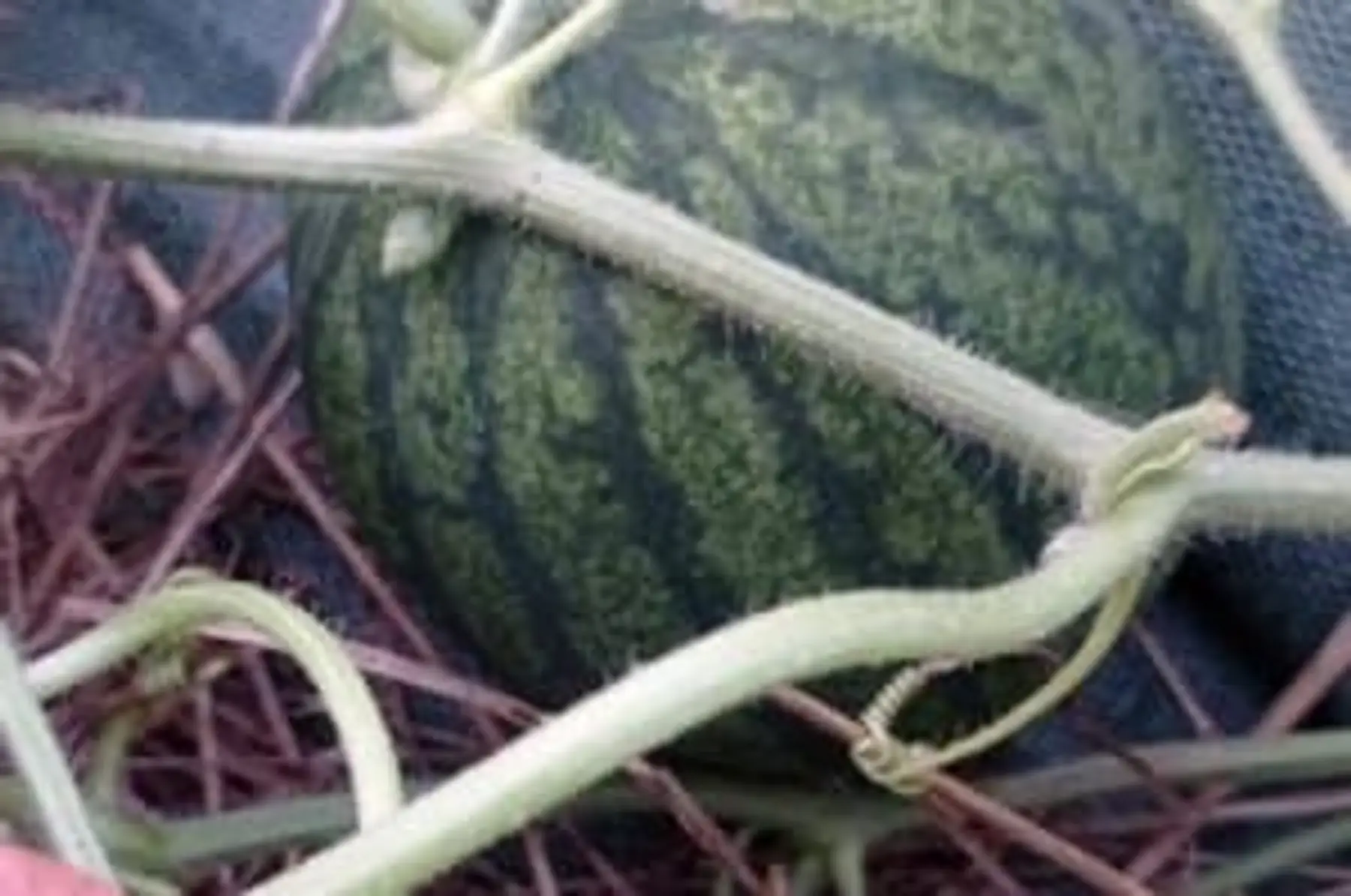 pastèque 🍉