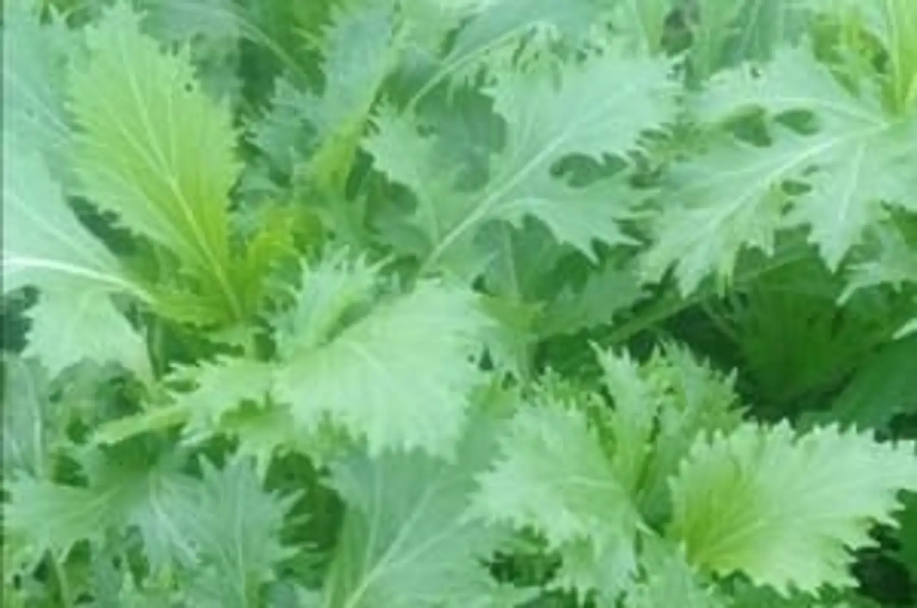 green frills - jeunes pousses - botte de 100g environ