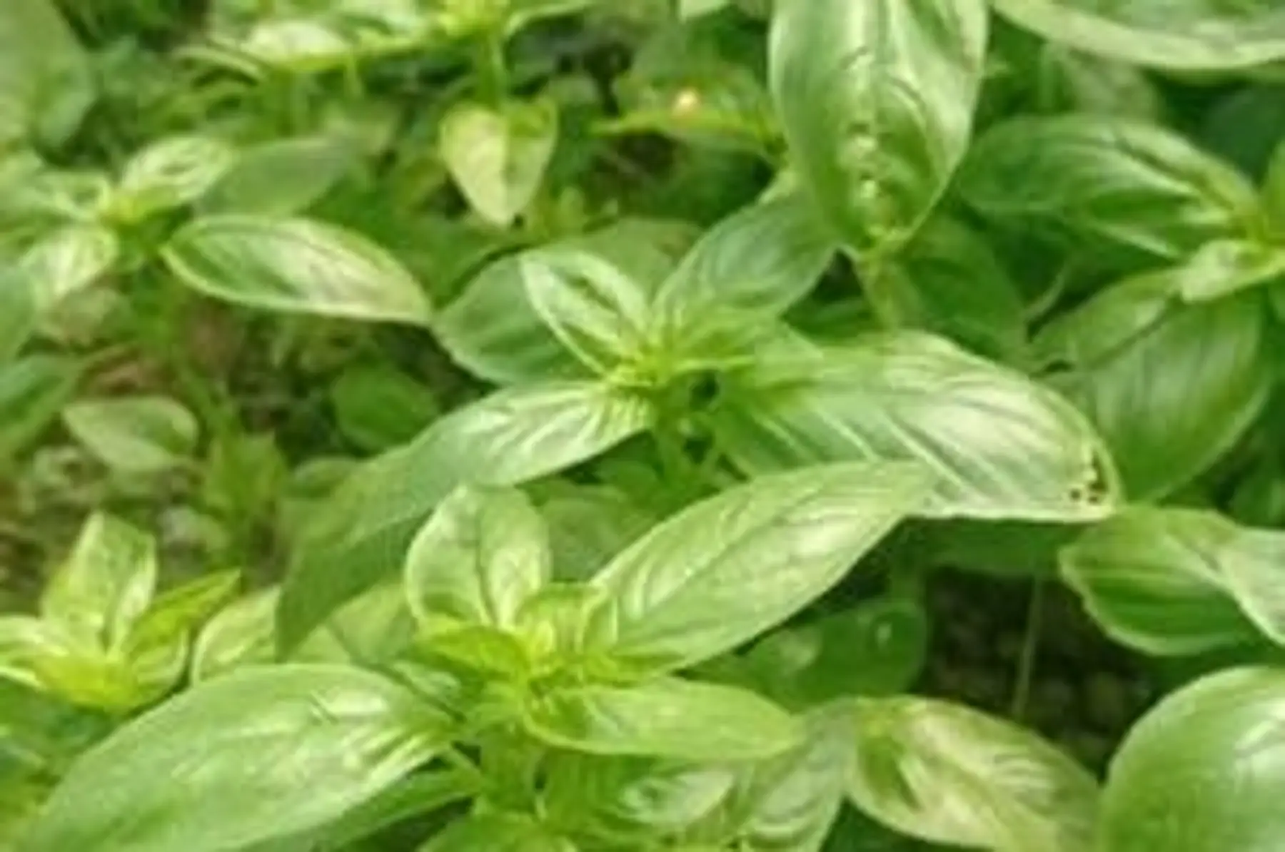 basilic - bouquet