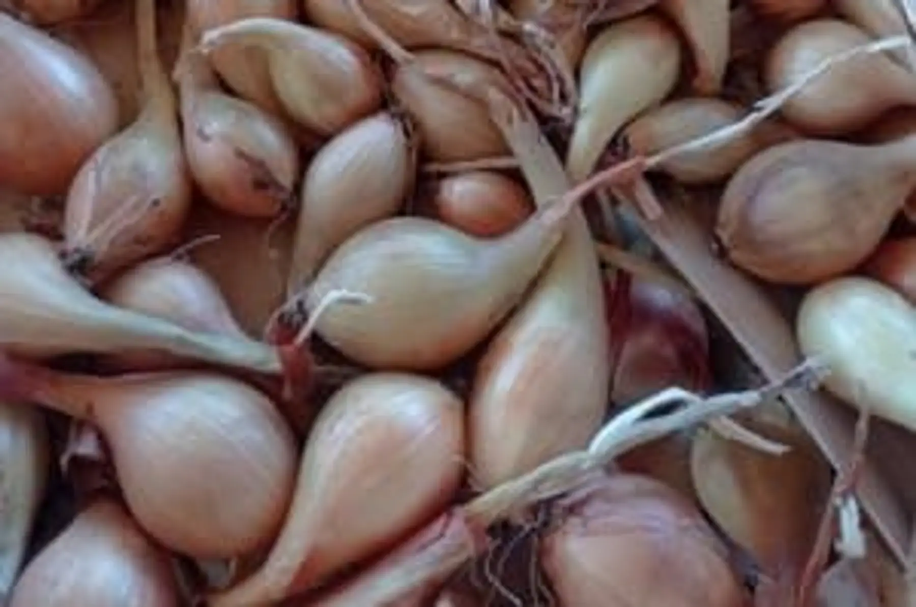 oignons blanc