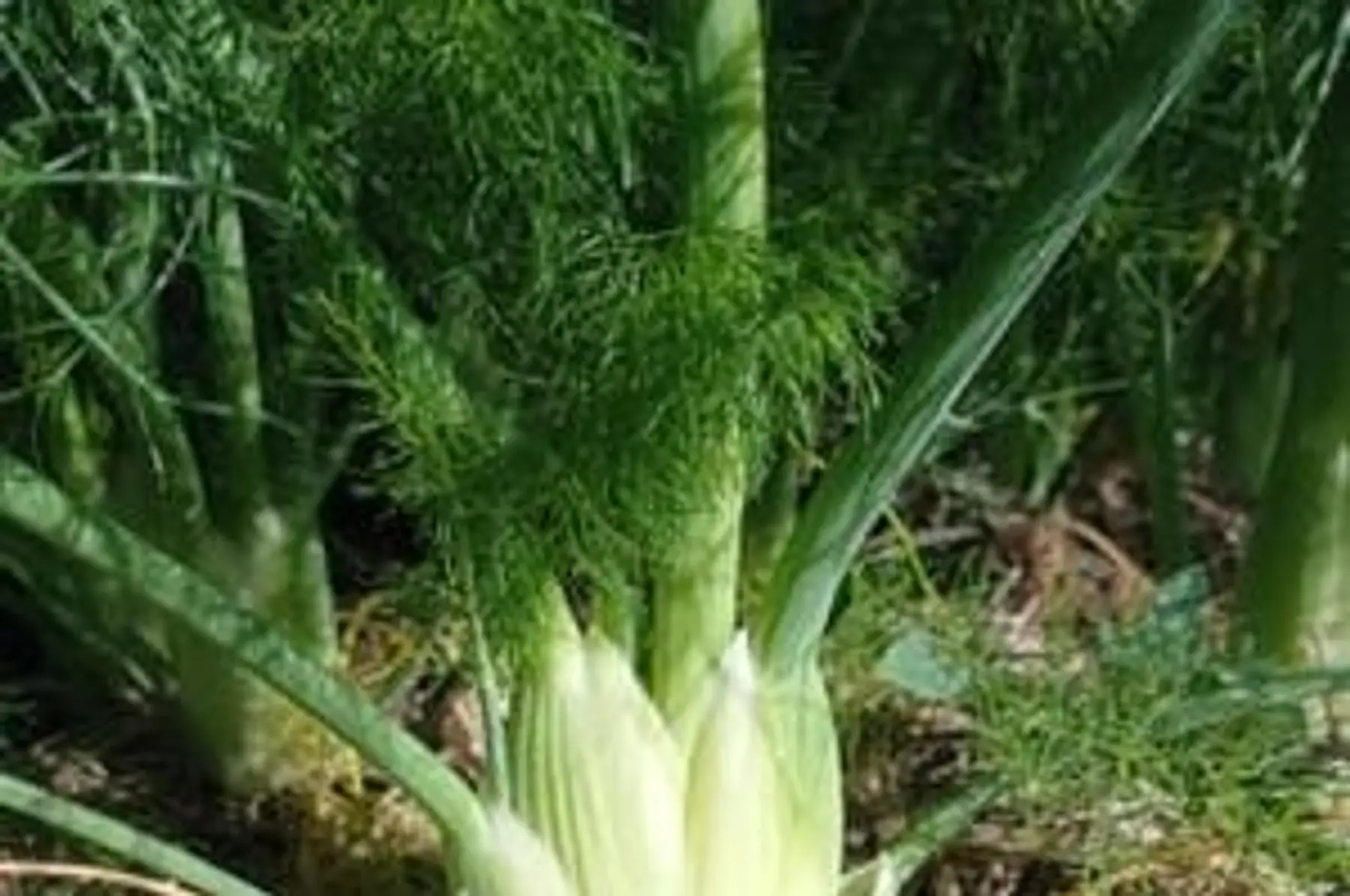 Fenouil
