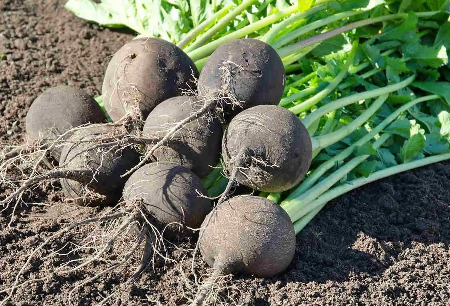 Ferme de la folle avoine