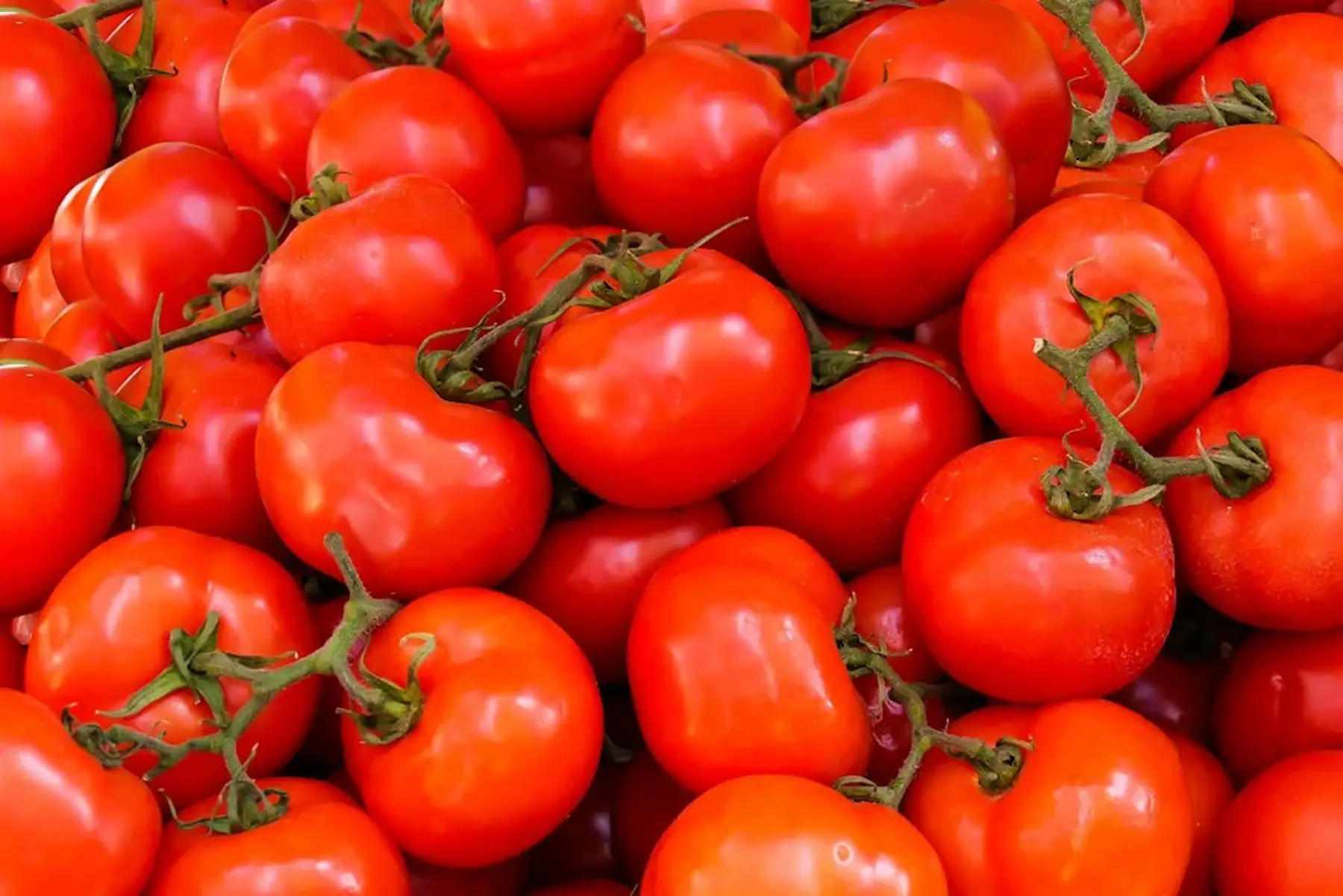 Tomate ronde