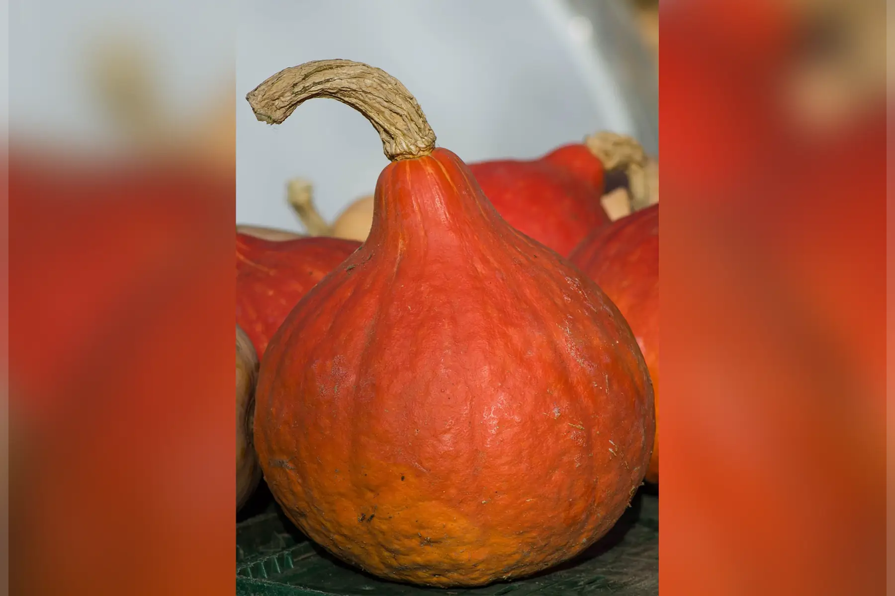 Potimarron (Petit)