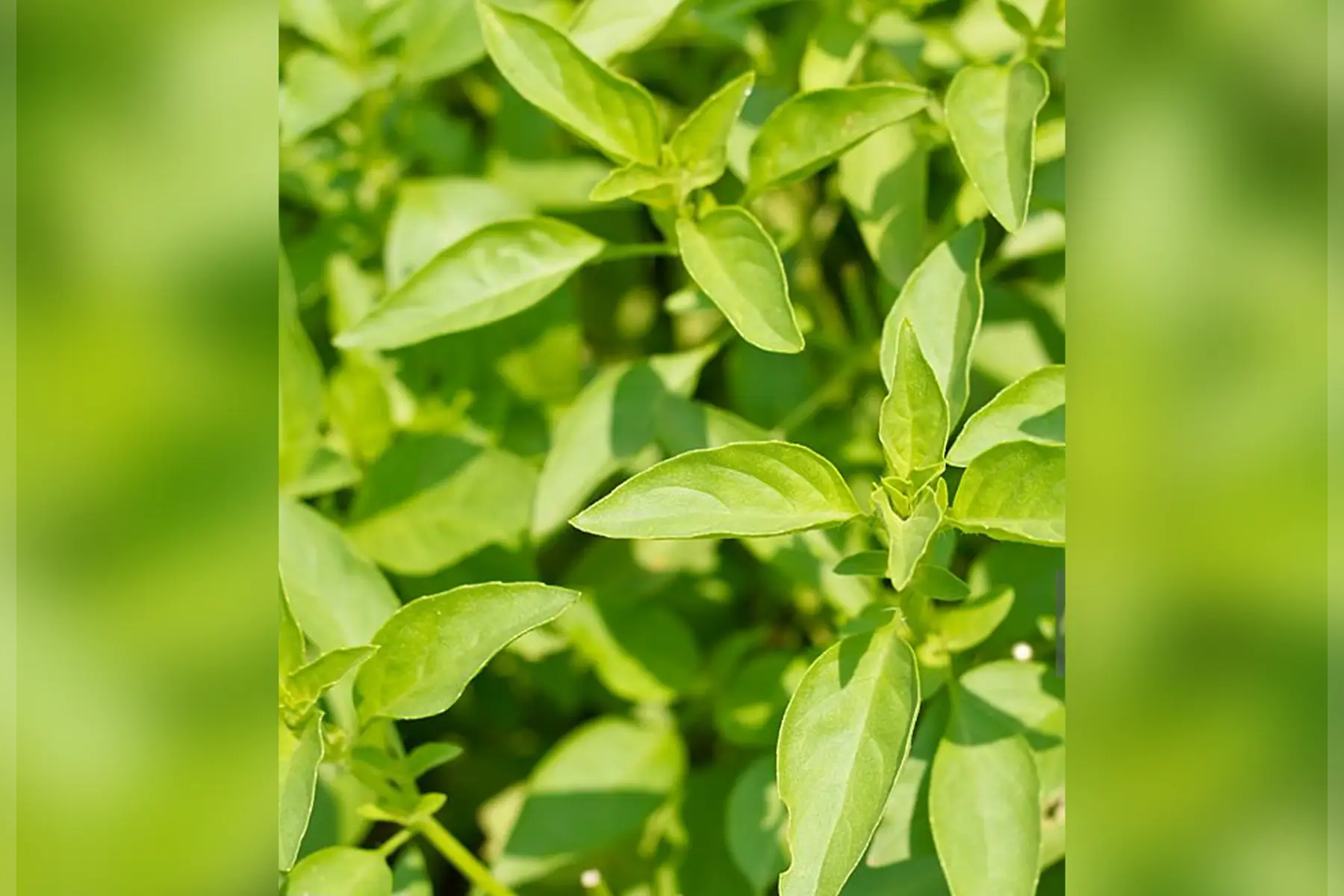 basilic citron