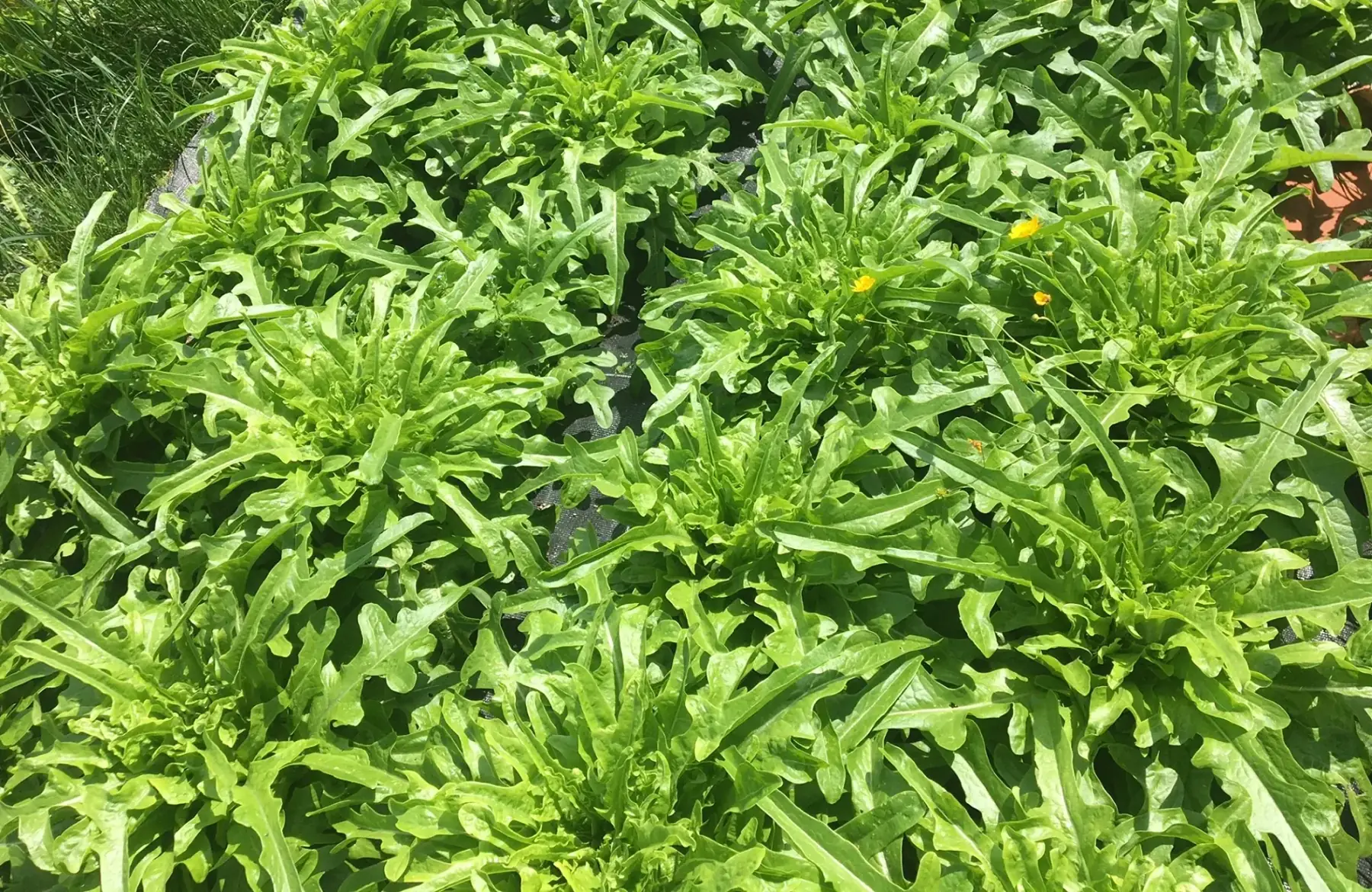 salade feuille de chêne