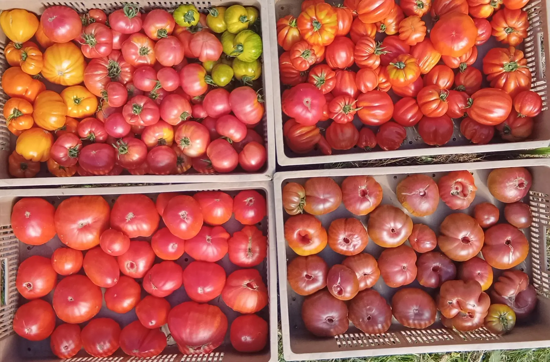 Tomate à l'ancienne