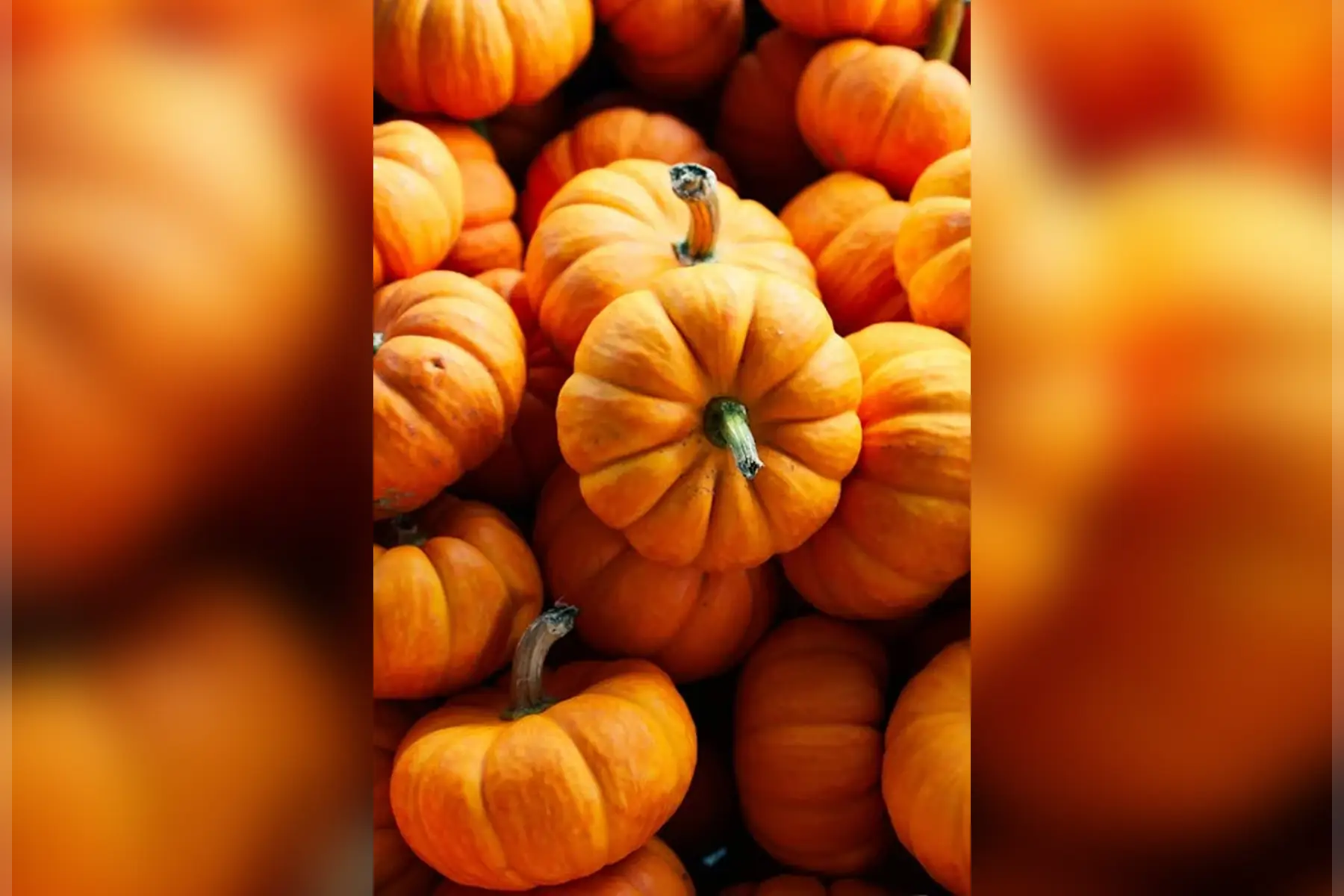 Courge jack be little (x6 petit)