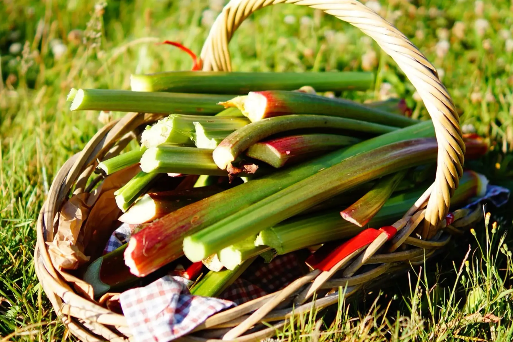 rhubarbe fraiche