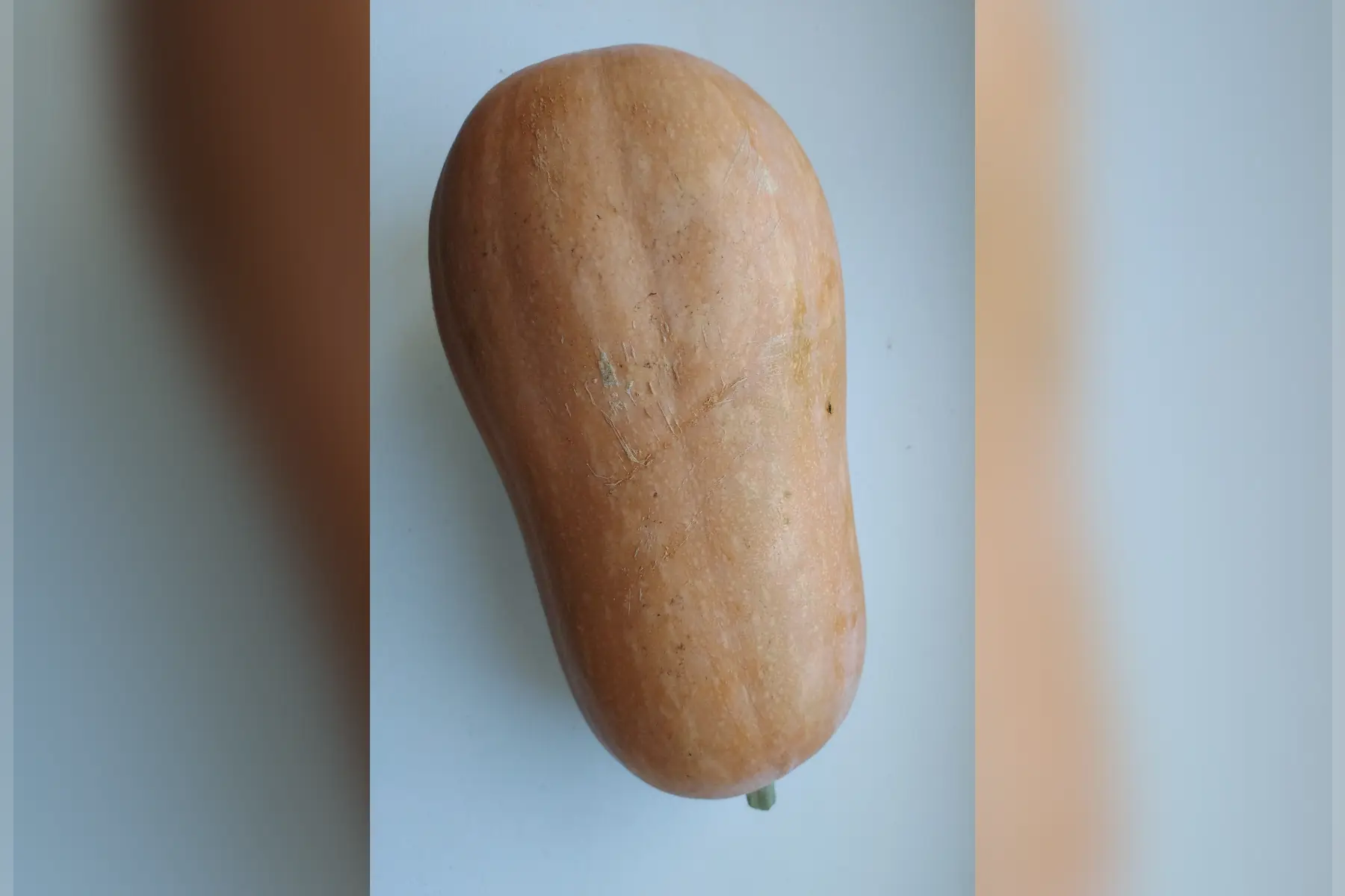 courge Sucrine du Berry