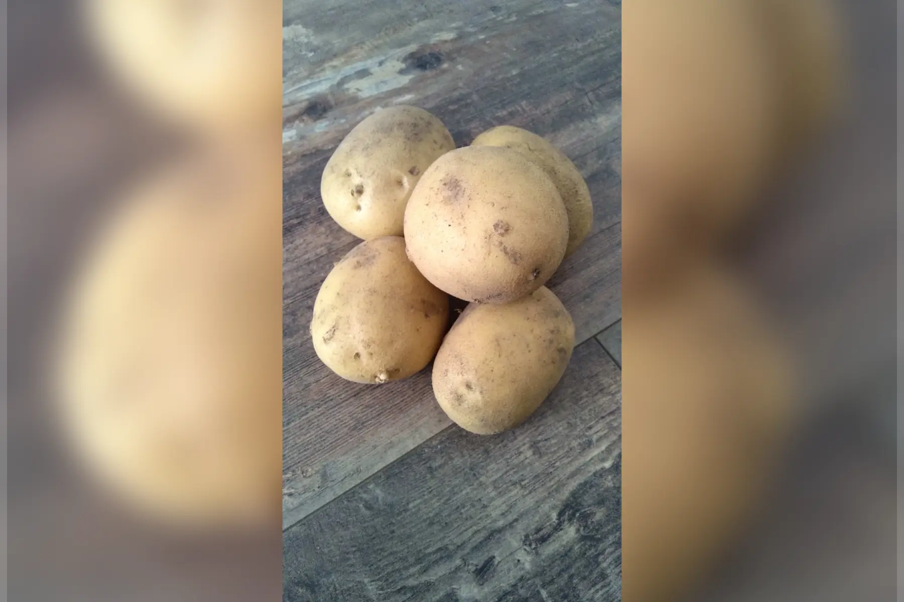 Pomme de terre variété AZILIS