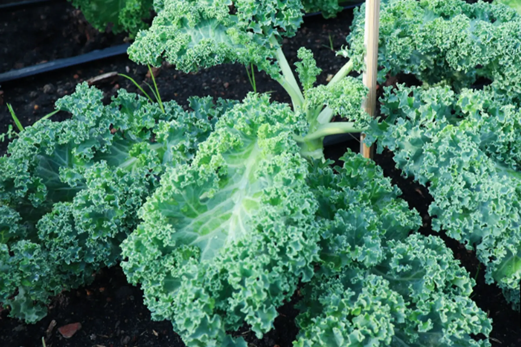 chou kale