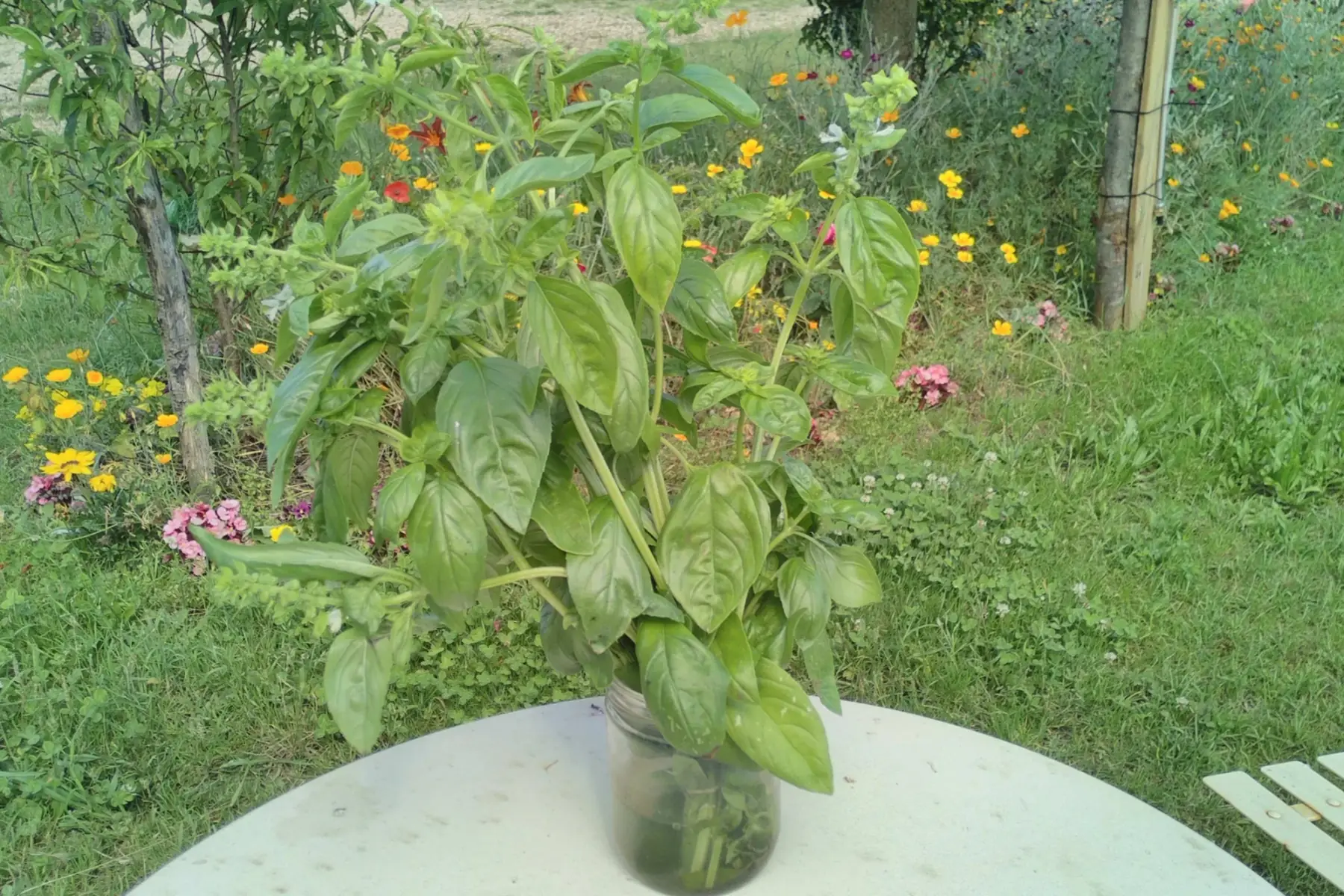 bouquet de grand basilic