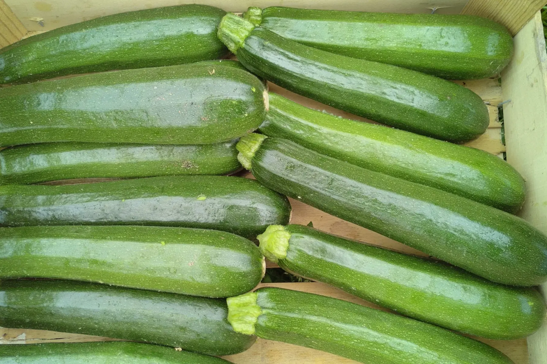 courgette