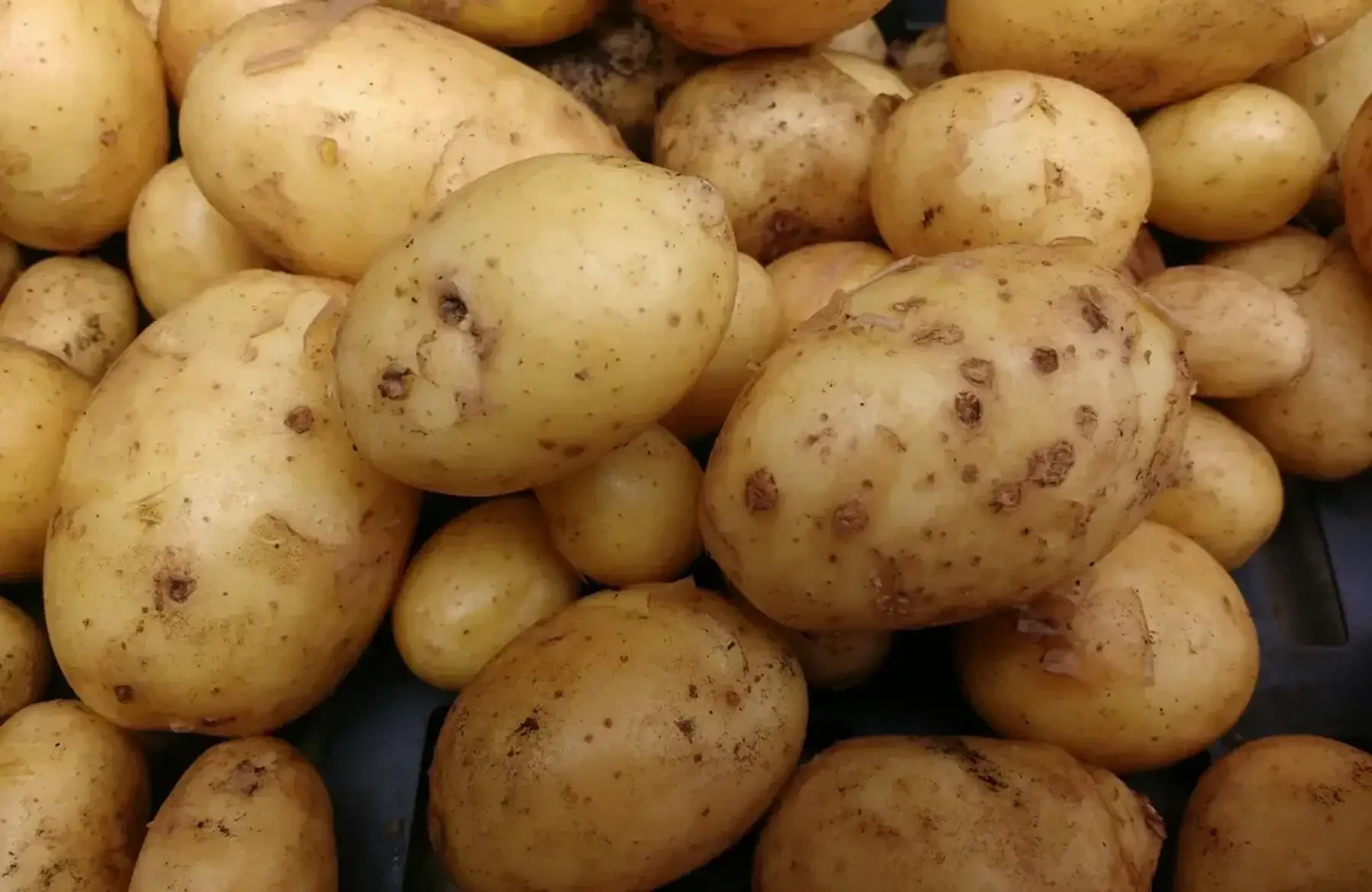 Pomme de terre chair ferme