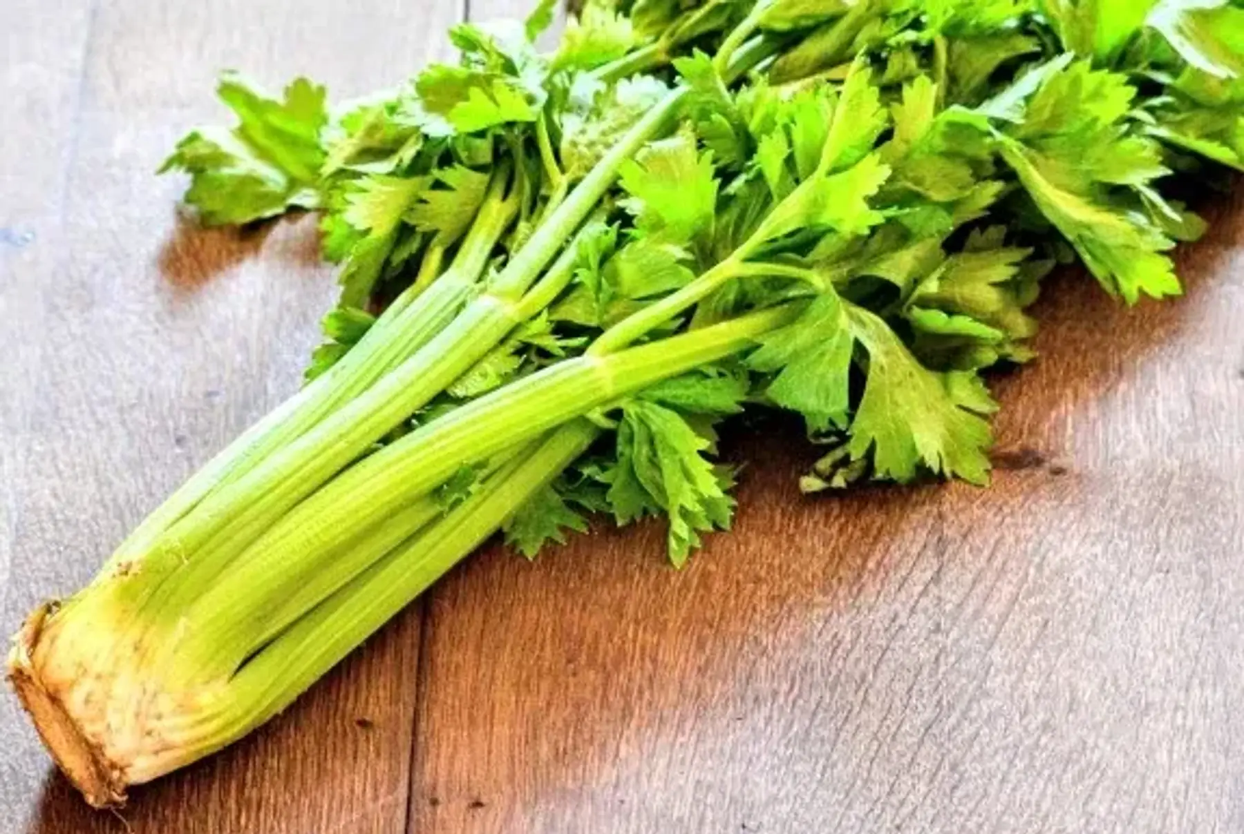 céleri branche