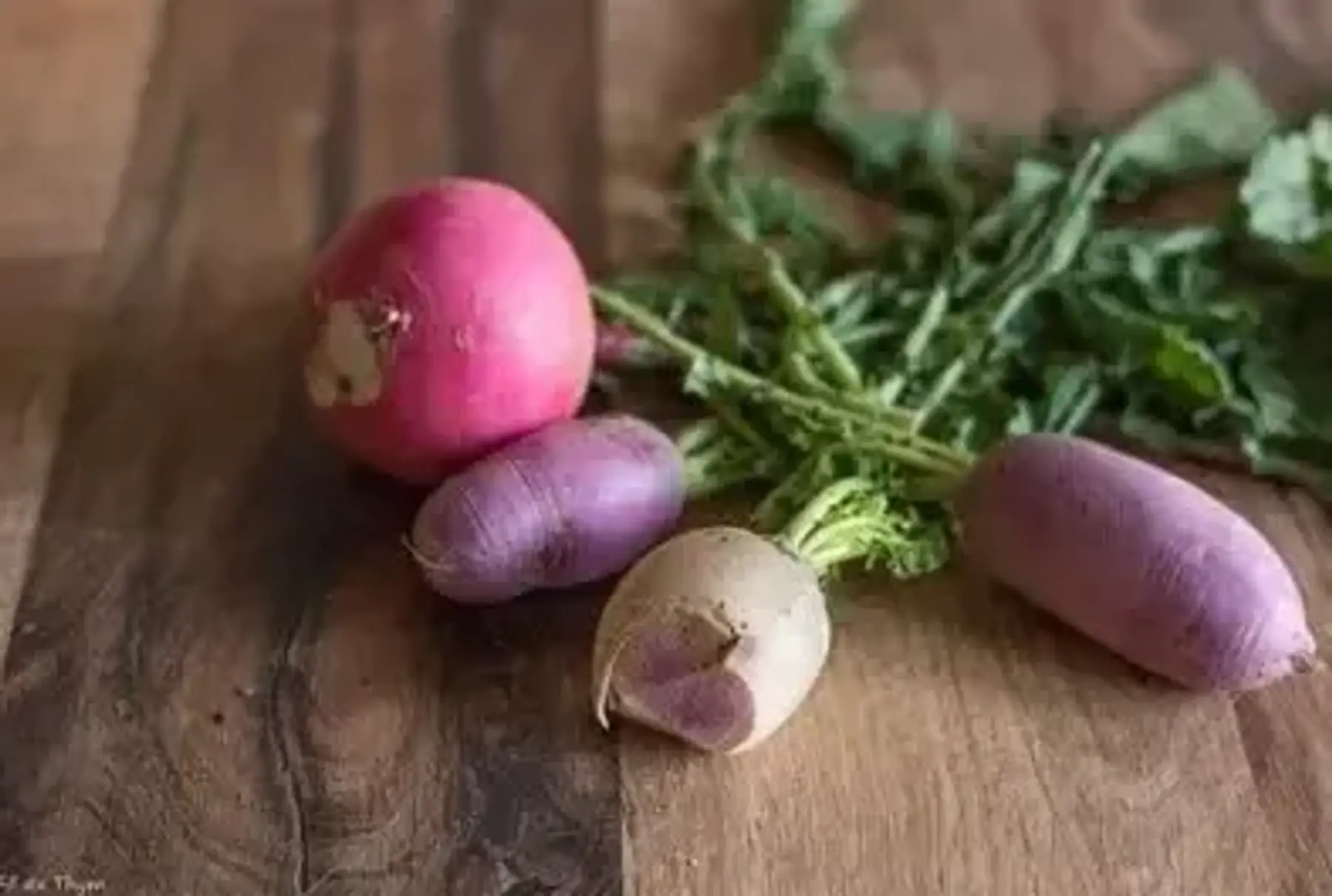 Radis divers d'hiver