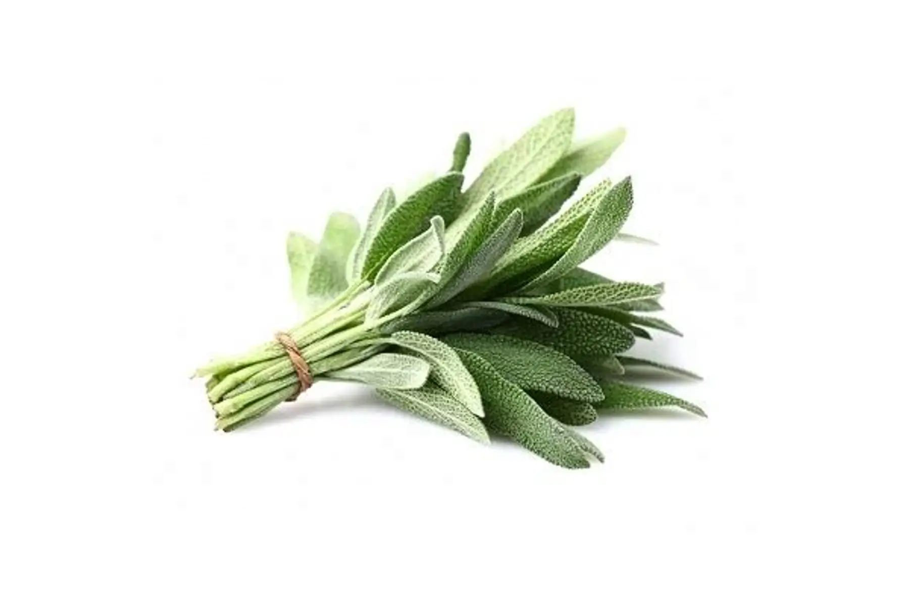 bouquet de sauge