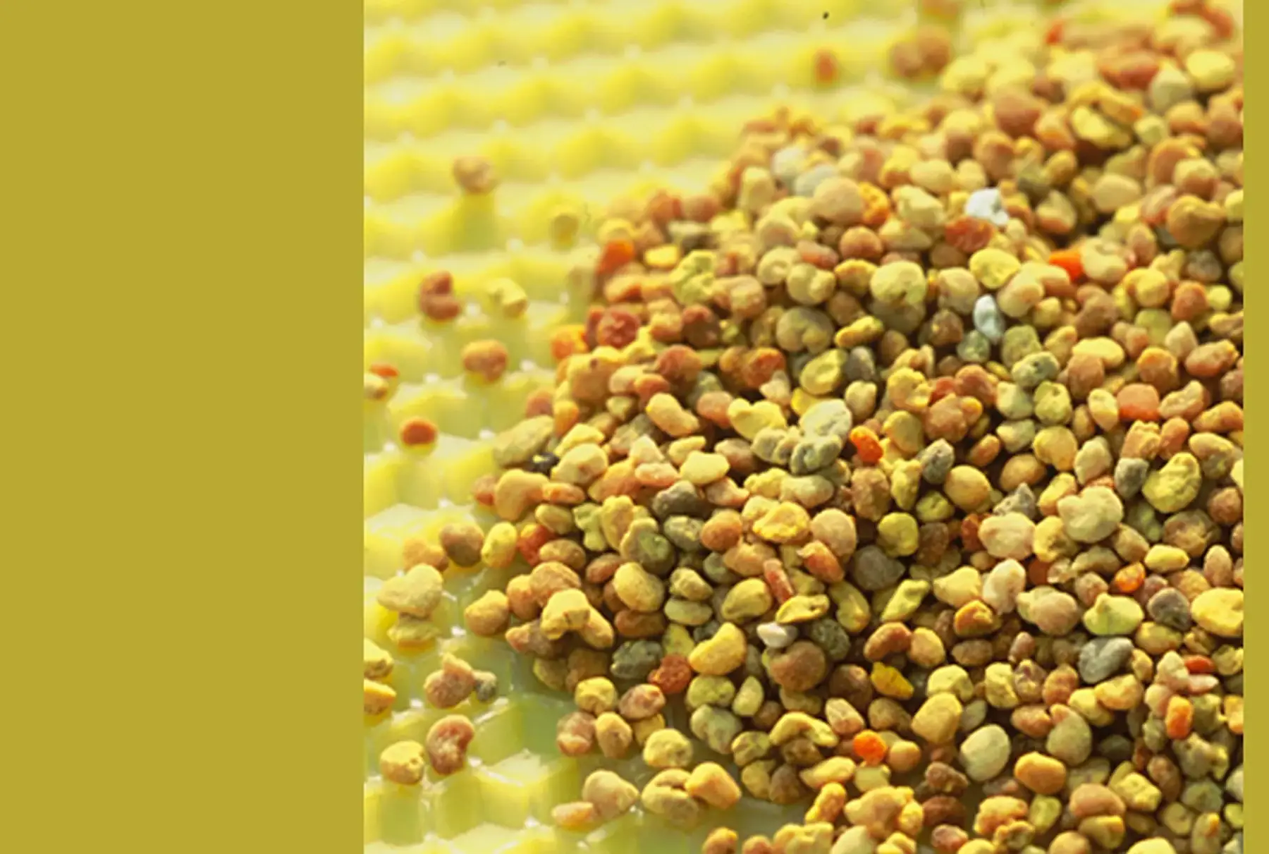 Pollen frais sous vide