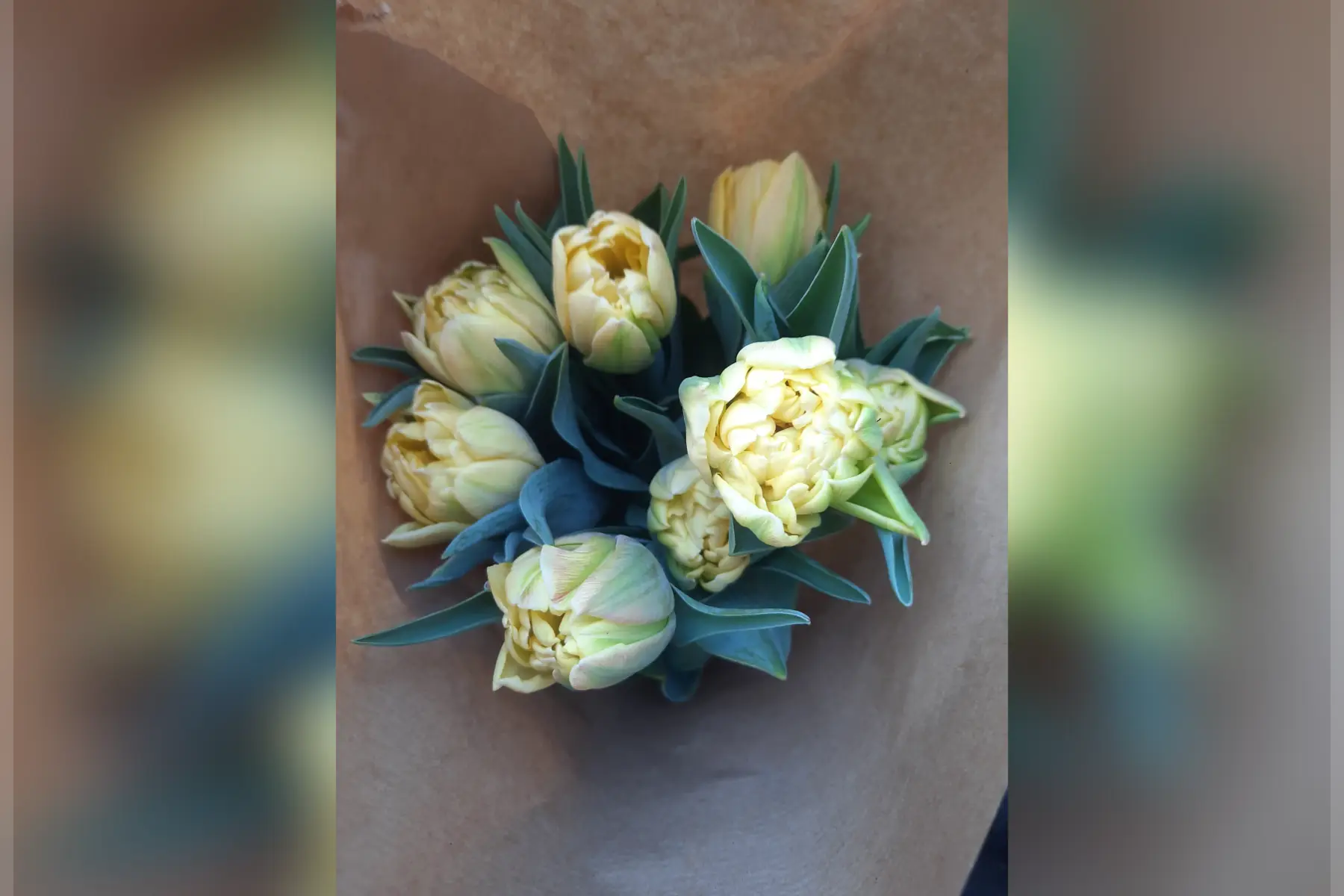 Tulipes double jaune très pâle