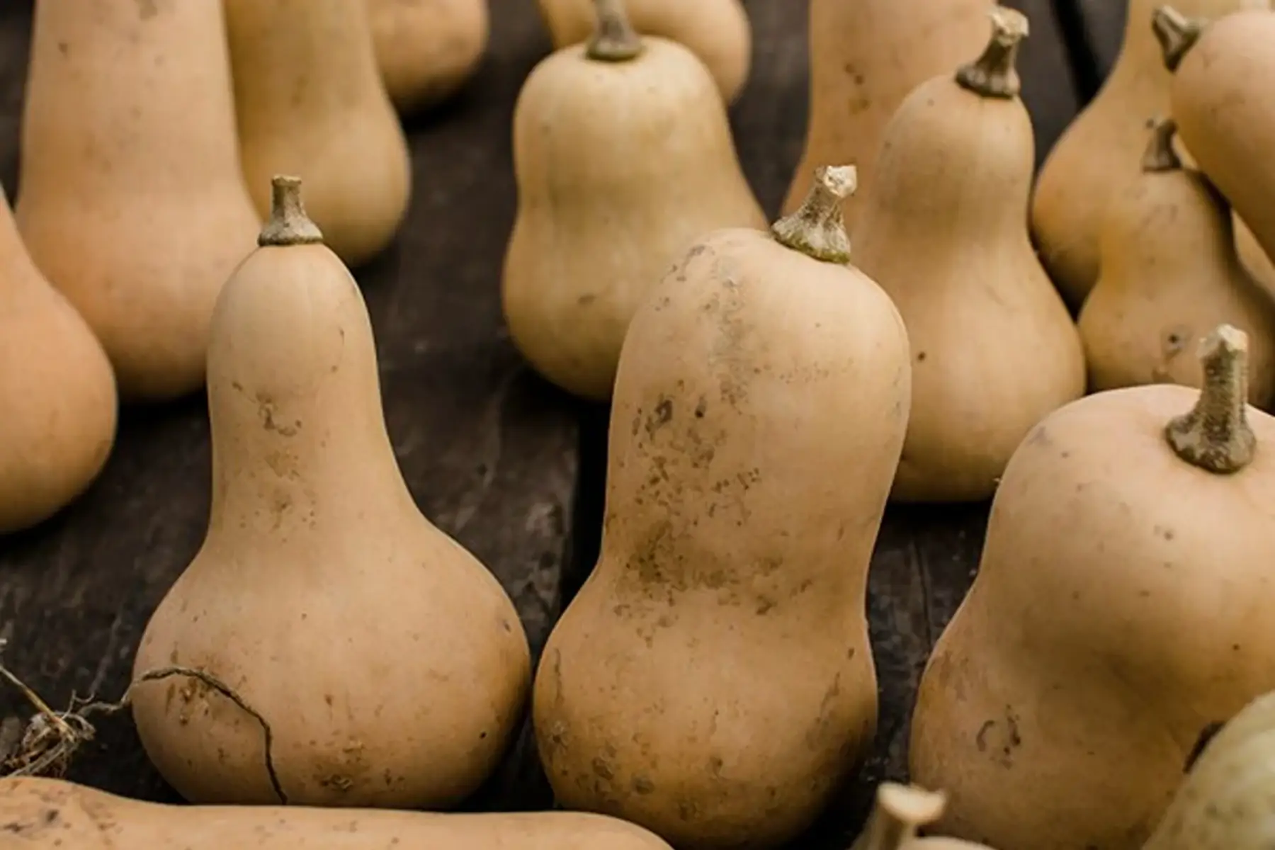 Courge Butternut (Grosse: 2,5-3kg)