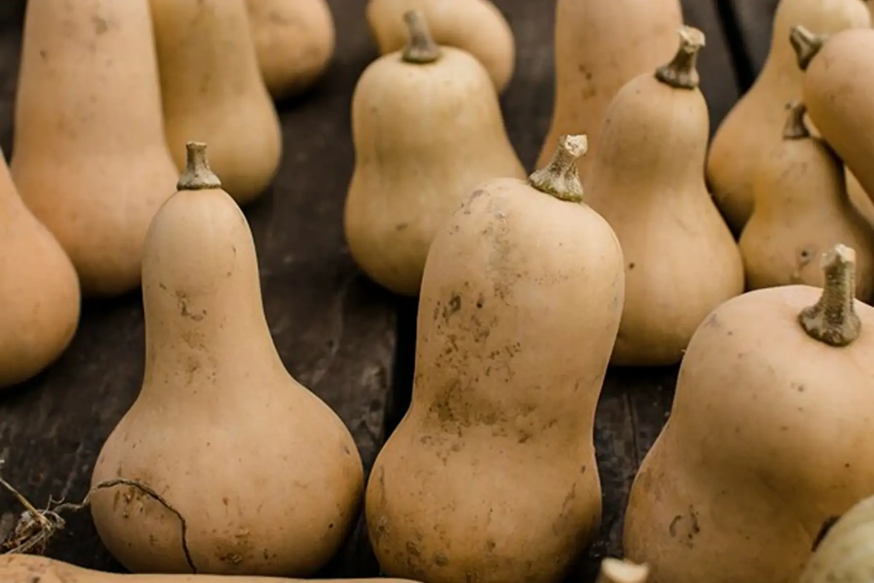 Courge Butternut (Moyenne: 1,5-2kg)