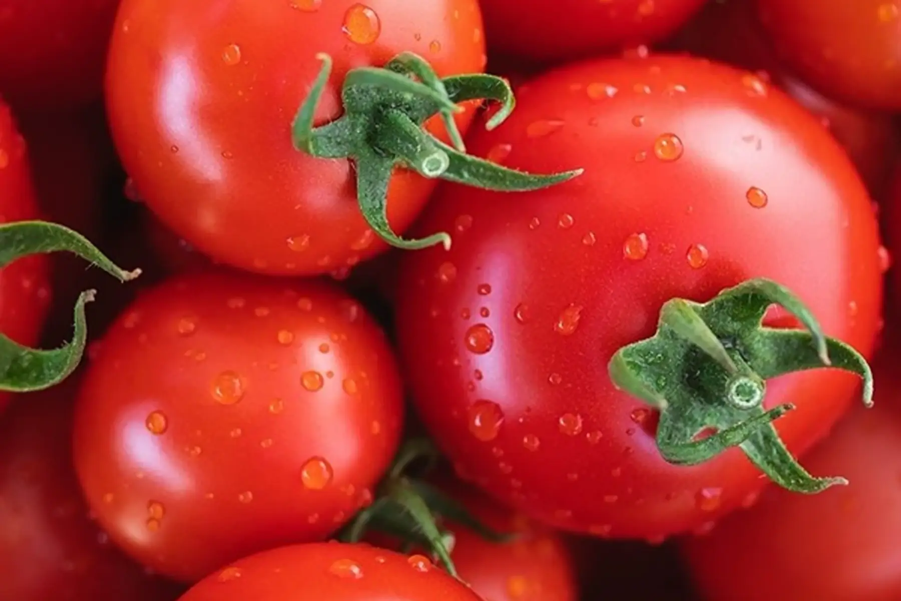 tomate ronde rouge